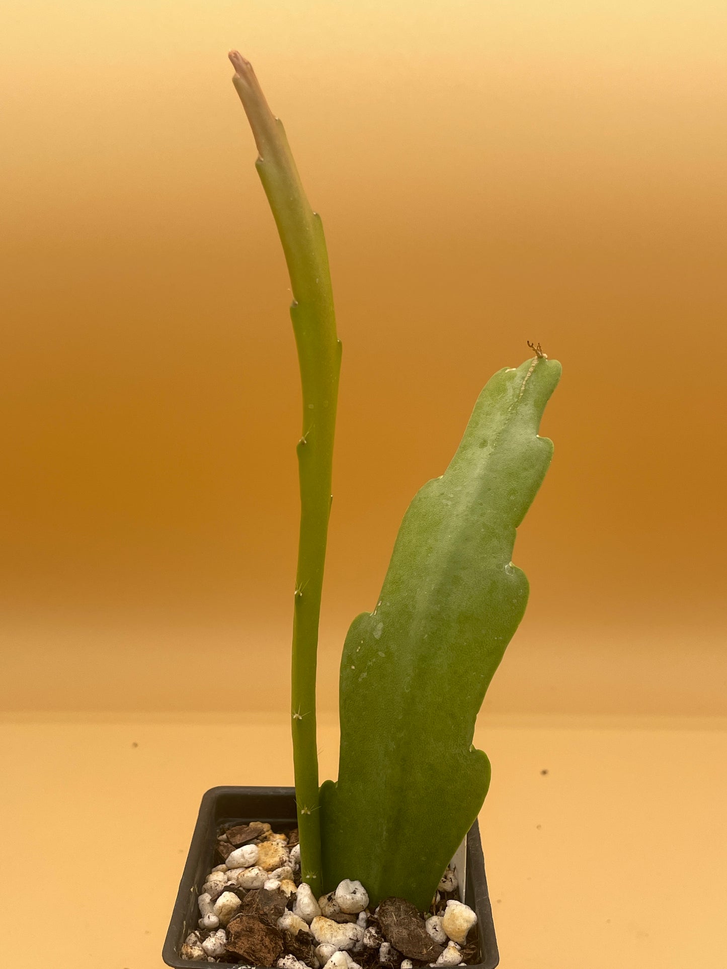 Epiphyllum Hybrid 'Flamboyant Jeff' 3" Starter Pot - Fully-Rooted