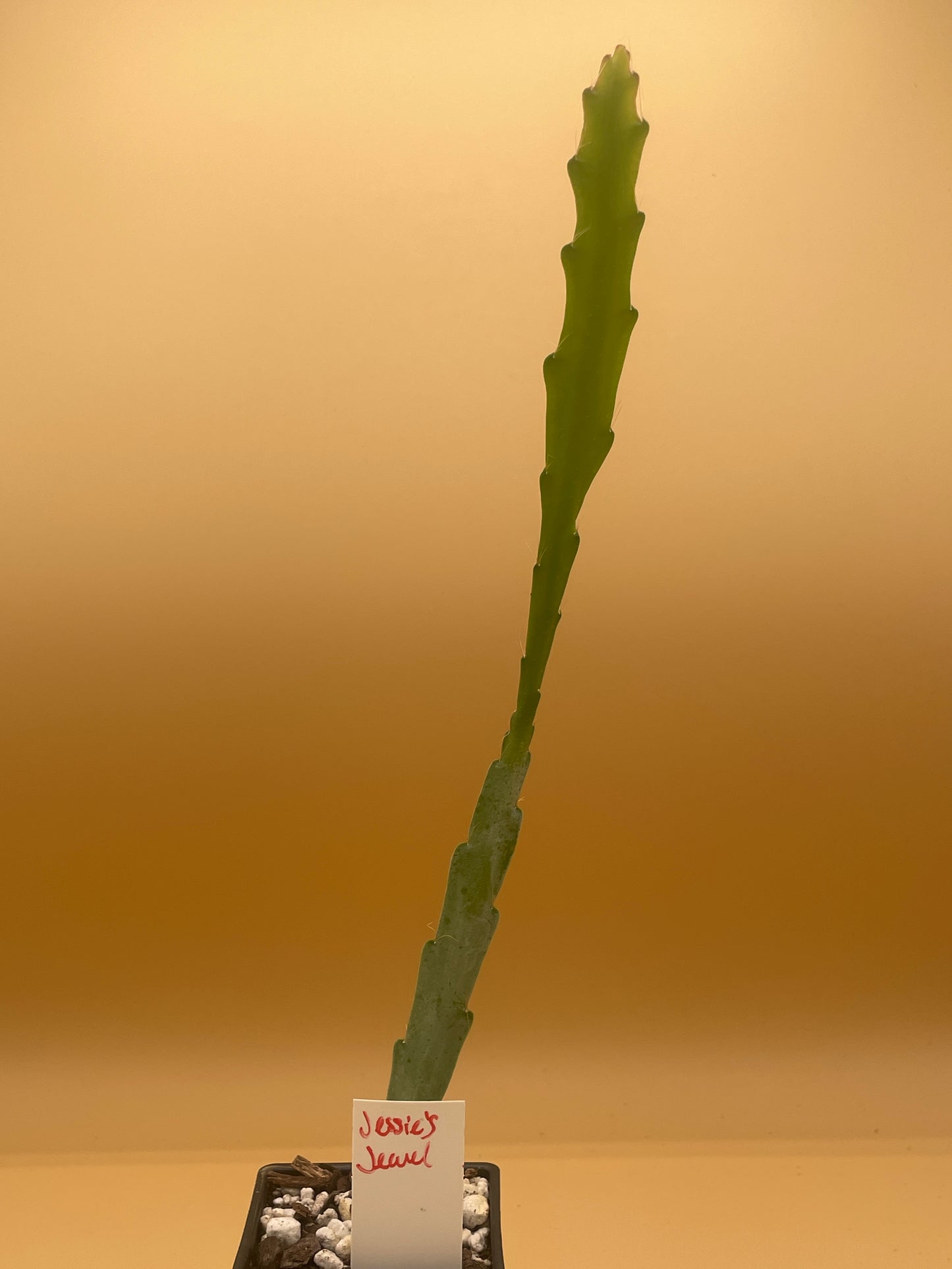 Epiphyllum Hybrid 'Jessie's Jewel' - Rooted 3" Starter Pot - Orchid Cactus