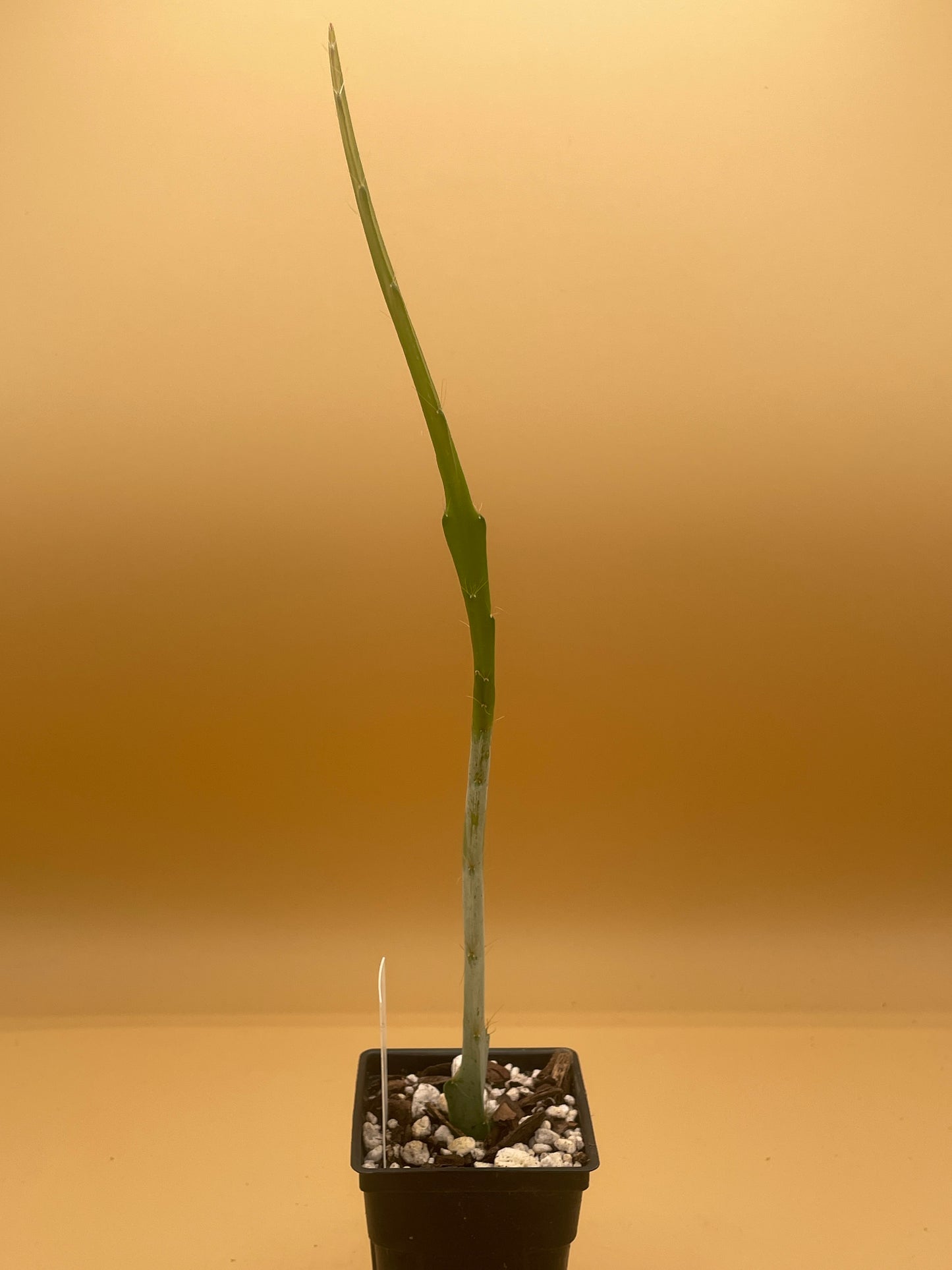 Epiphyllum Hybrid 'Jessie's Jewel' - Rooted 3" Starter Pot - Orchid Cactus