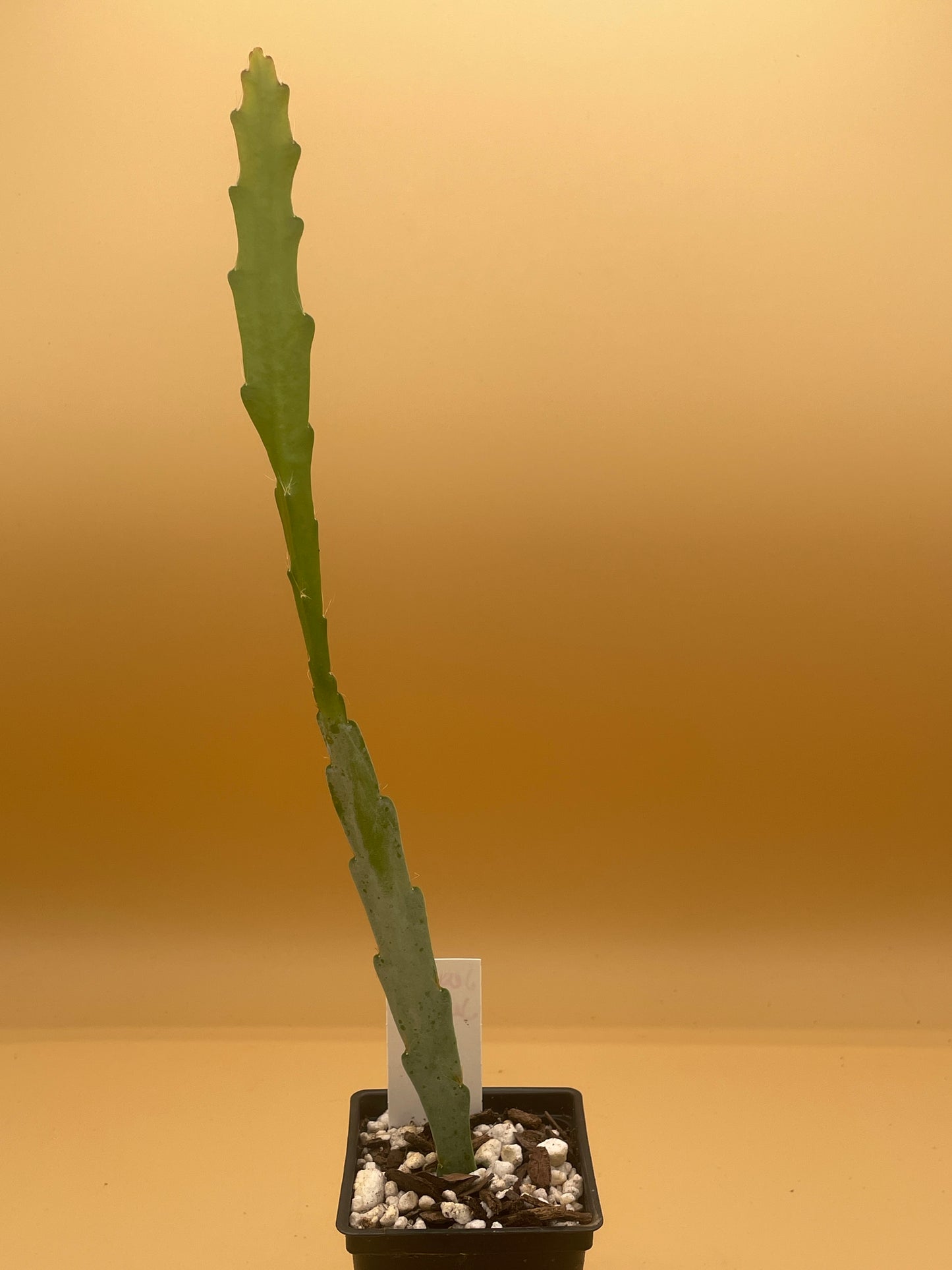 Epiphyllum Hybrid 'Jessie's Jewel' - Rooted 3" Starter Pot - Orchid Cactus