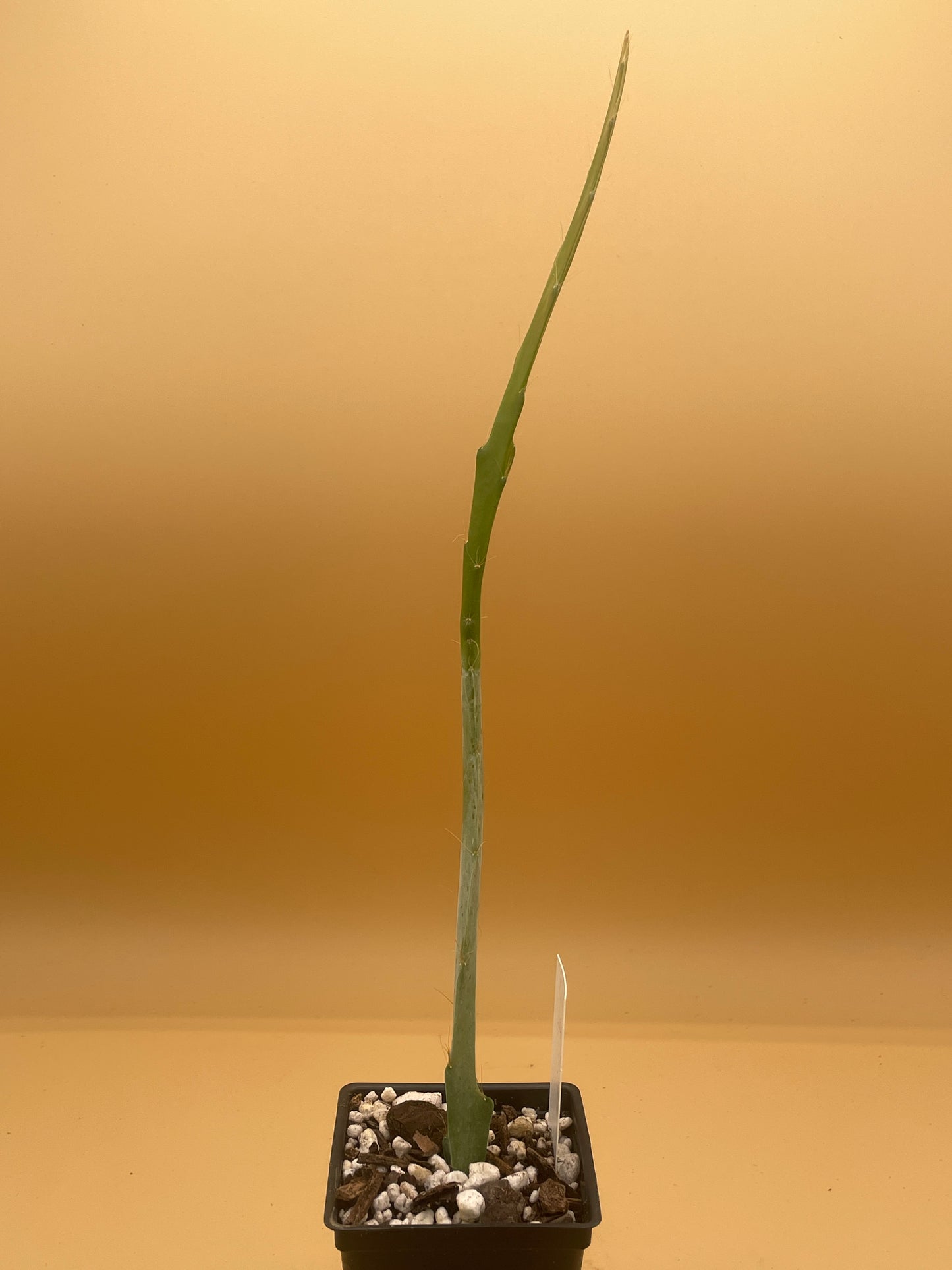 Epiphyllum Hybrid 'Jessie's Jewel' - Rooted 3" Starter Pot - Orchid Cactus