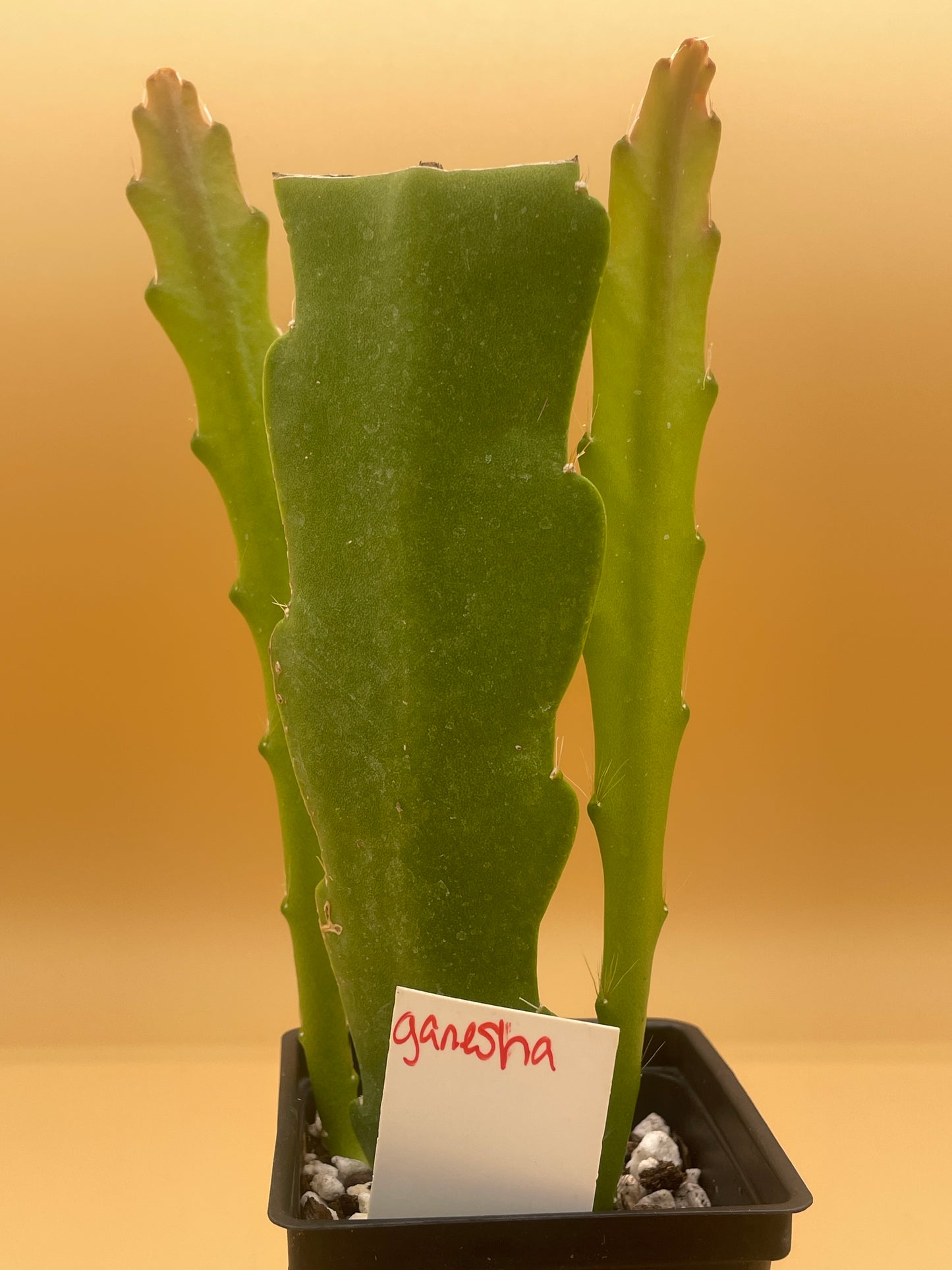 Epiphyllum Hybrid 'Ganesha' 3" Starter Pot - Fully-Rooted