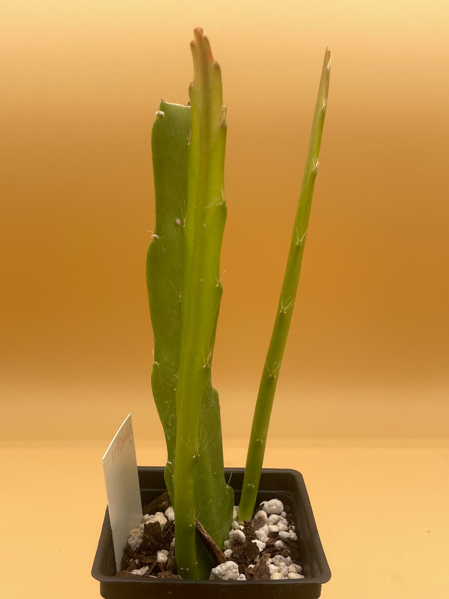 Epiphyllum Hybrid 'Ganesha' 3" Starter Pot - Fully-Rooted