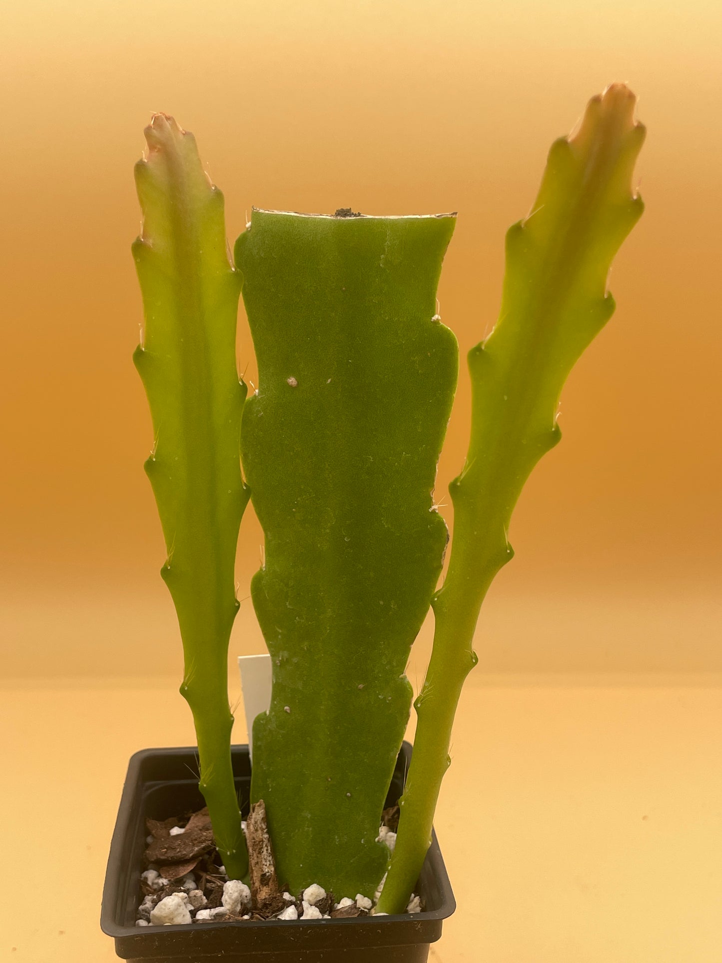 Epiphyllum Hybrid 'Ganesha' 3" Starter Pot - Fully-Rooted