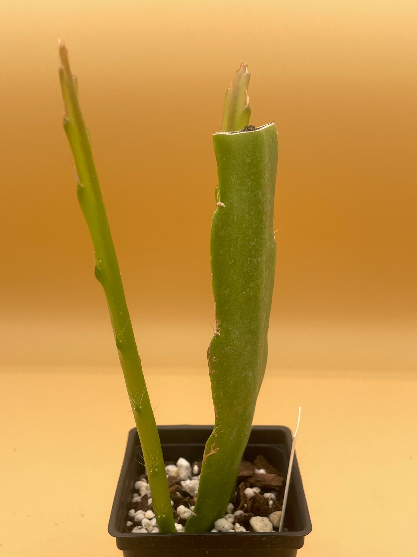 Epiphyllum Hybrid 'Ganesha' 3" Starter Pot - Fully-Rooted