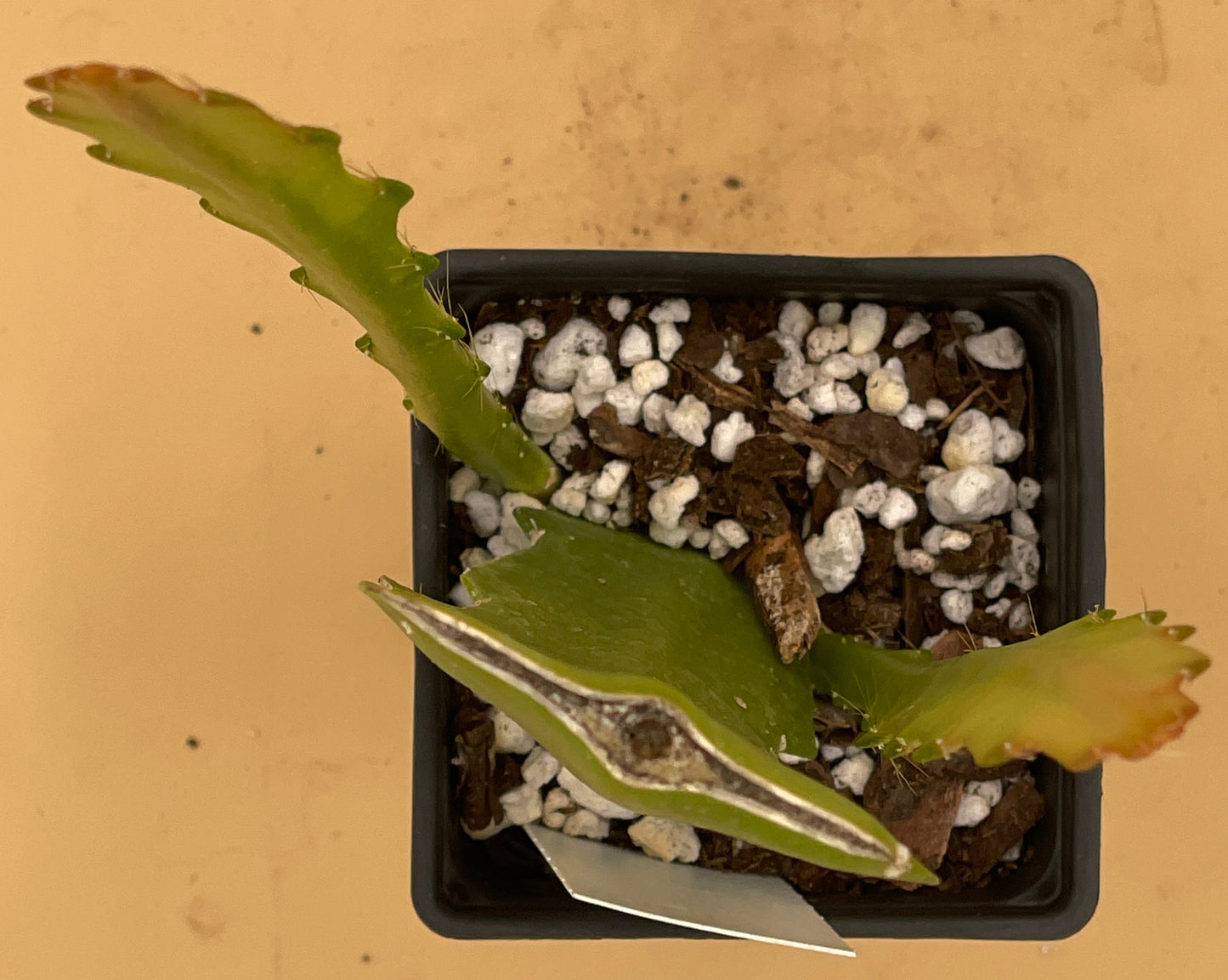 Epiphyllum Hybrid 'Ganesha' 3" Starter Pot - Fully-Rooted