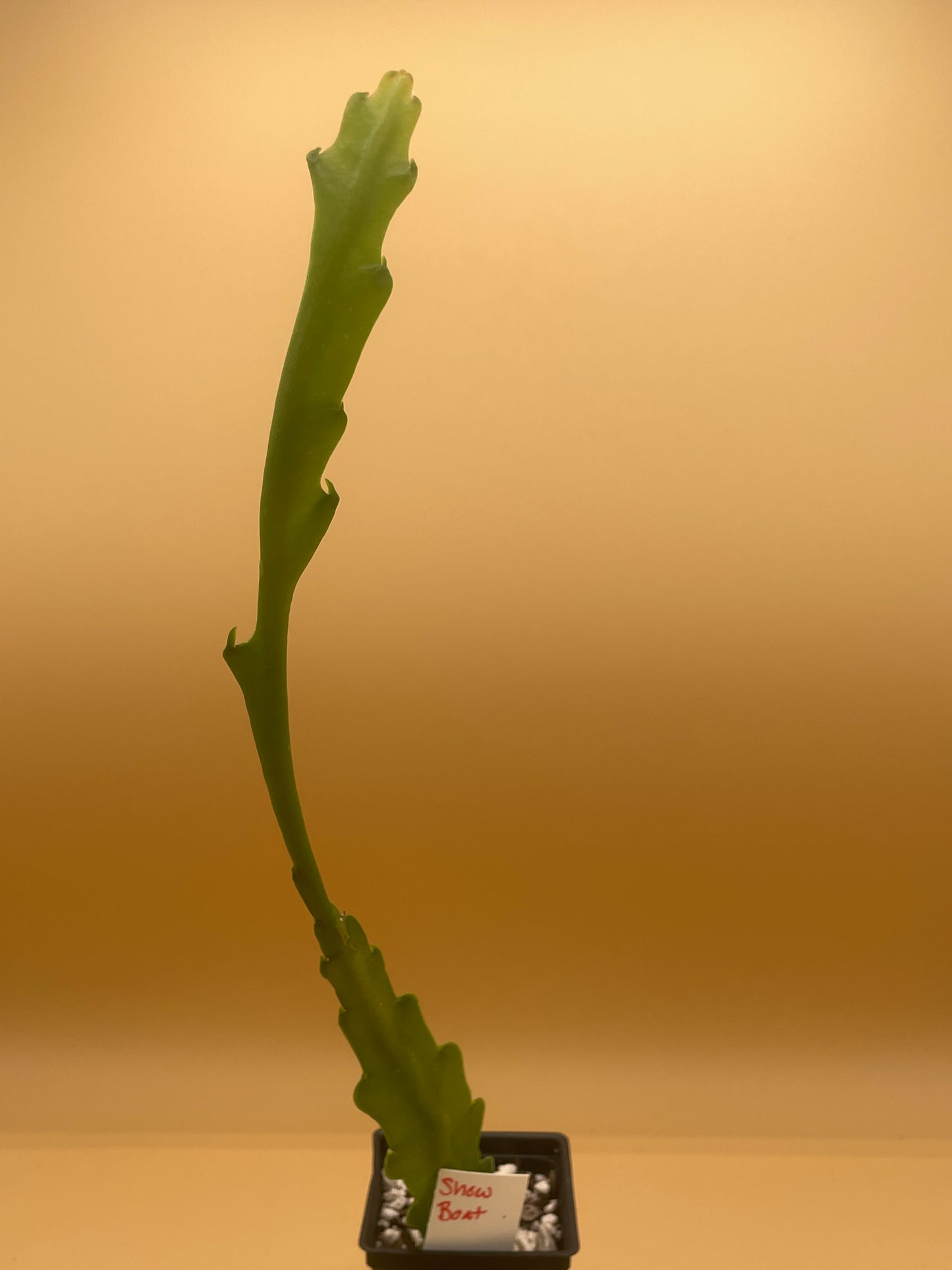 Epiphyllum Hybrid 'Showboat' 3" Starter Pot - Fully-Rooted