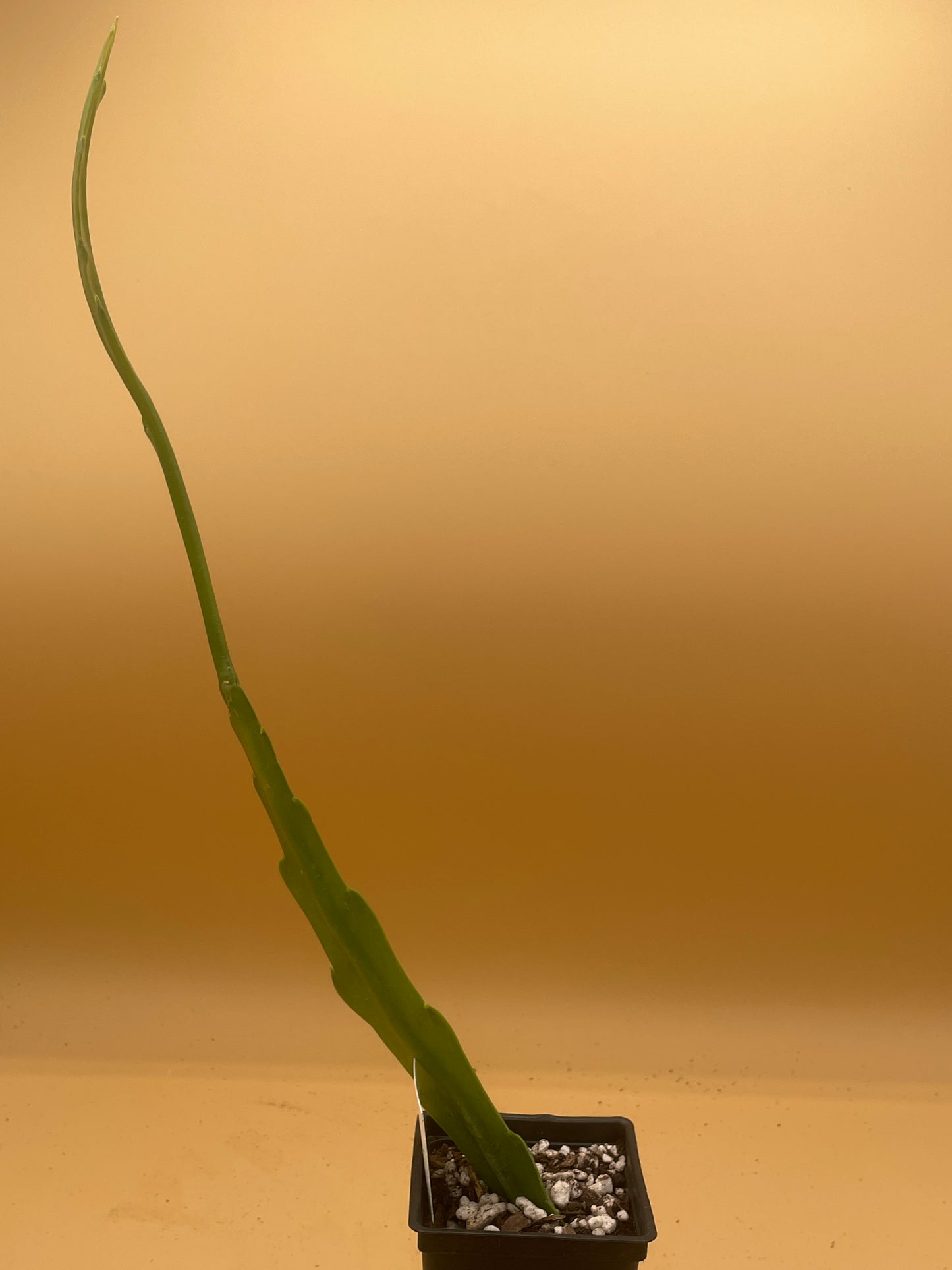 Epiphyllum Hybrid 'Showboat' 3" Starter Pot - Fully-Rooted