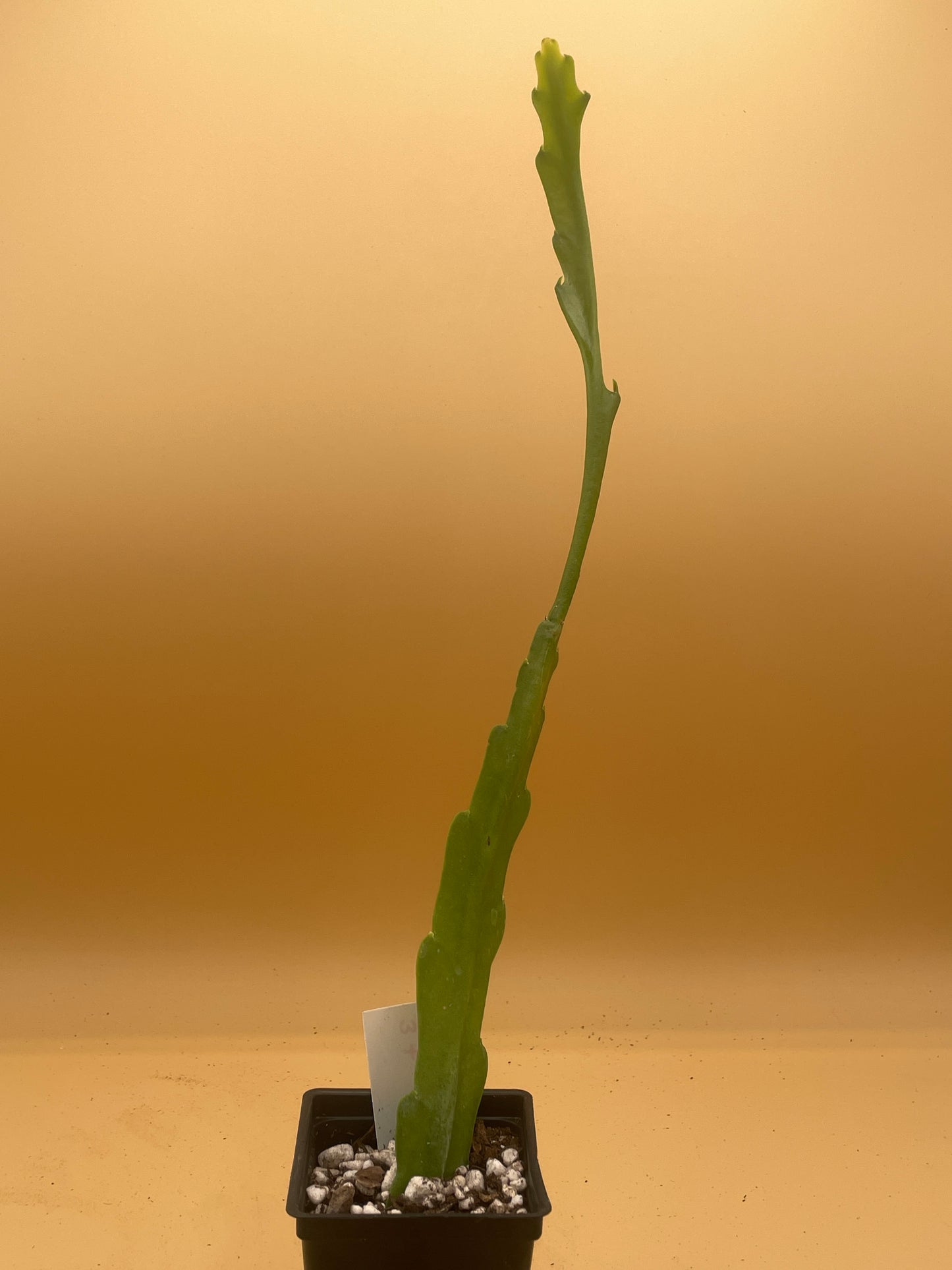 Epiphyllum Hybrid 'Showboat' 3" Starter Pot - Fully-Rooted