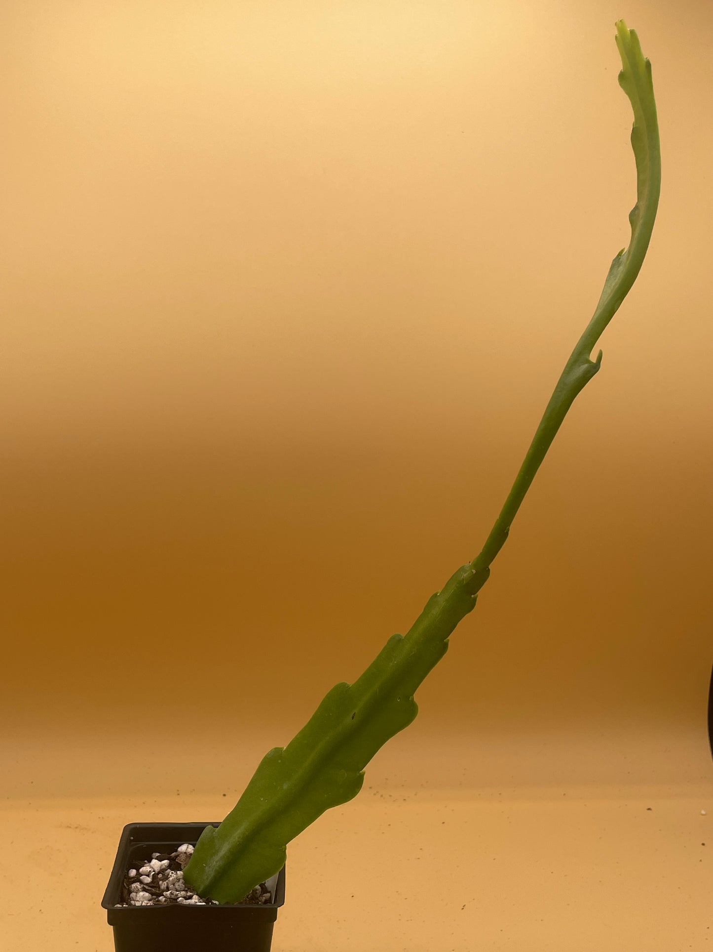 Epiphyllum Hybrid 'Showboat' 3" Starter Pot - Fully-Rooted