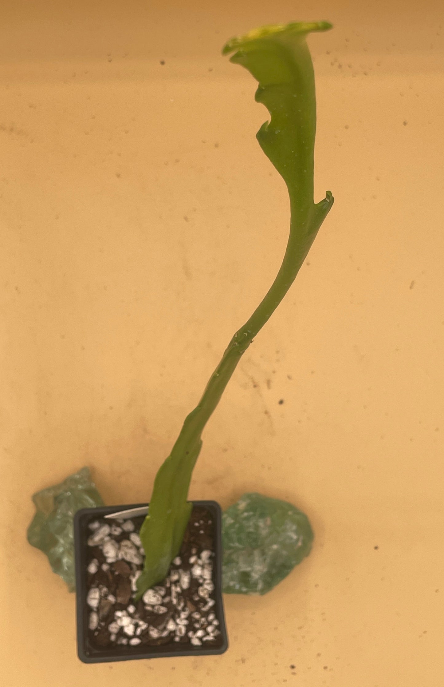 Epiphyllum Hybrid 'Showboat' 3" Starter Pot - Fully-Rooted
