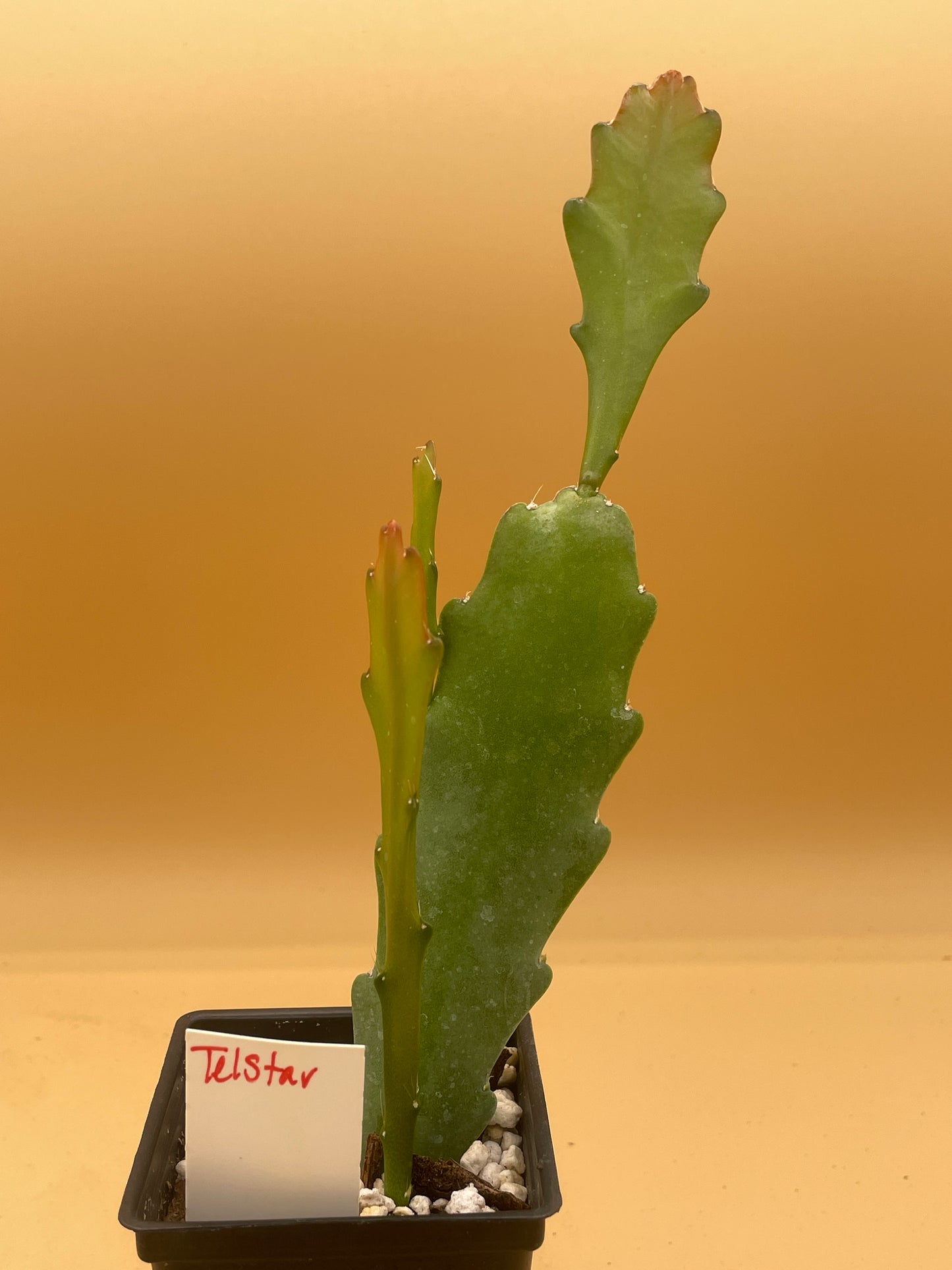 Epiphyllum Hybrid 'Tel Star' In 3" Starter Pot - Fully-Rooted