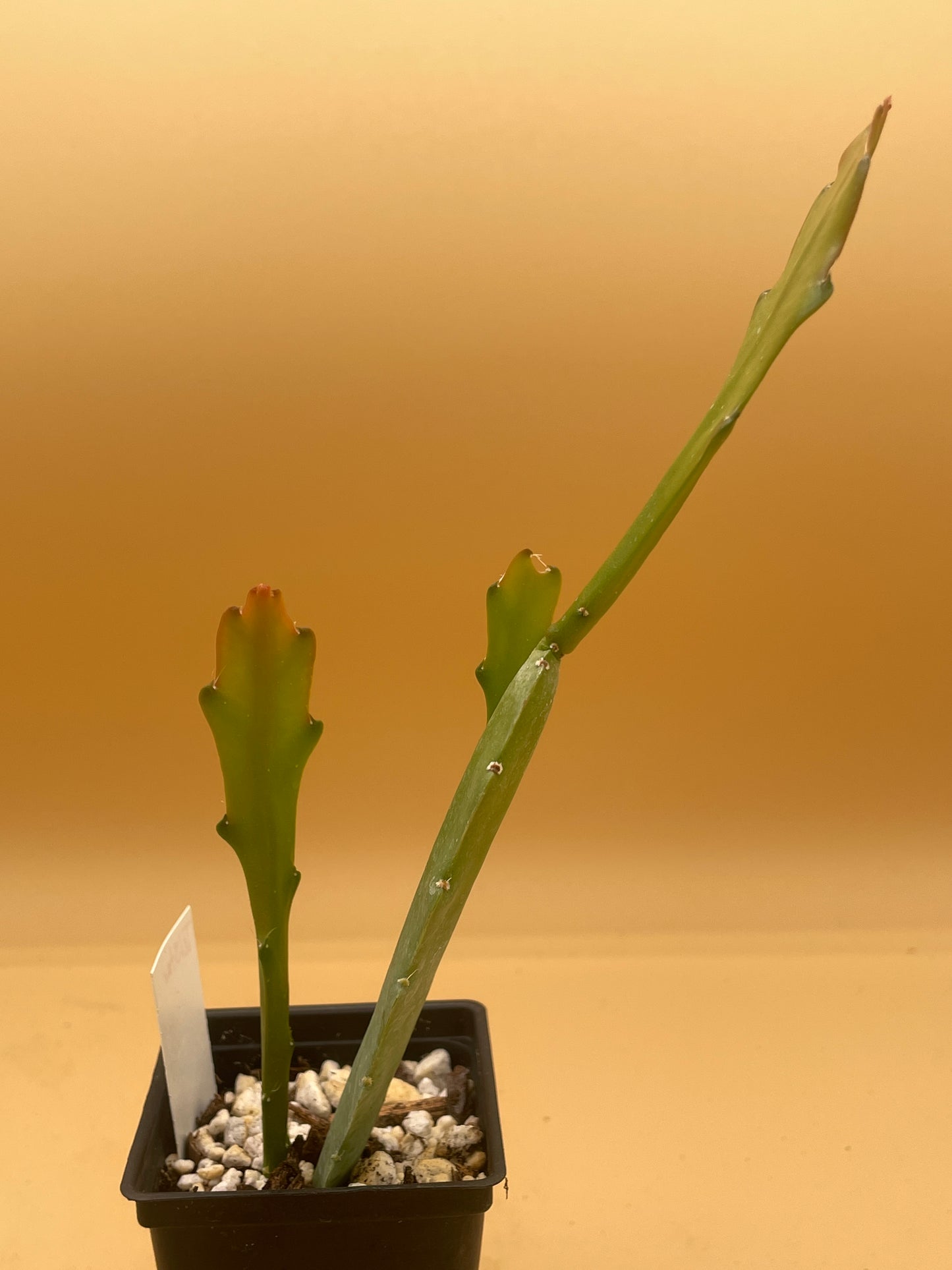 Epiphyllum Hybrid 'Tel Star' In 3" Starter Pot - Fully-Rooted