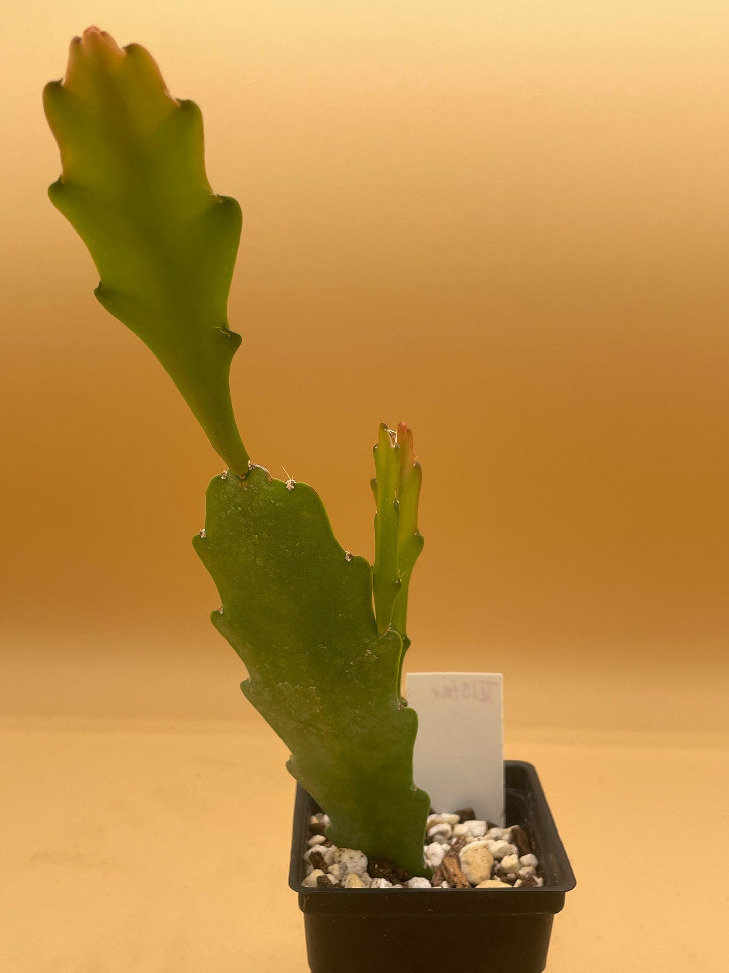 Epiphyllum Hybrid 'Tel Star' In 3" Starter Pot - Fully-Rooted