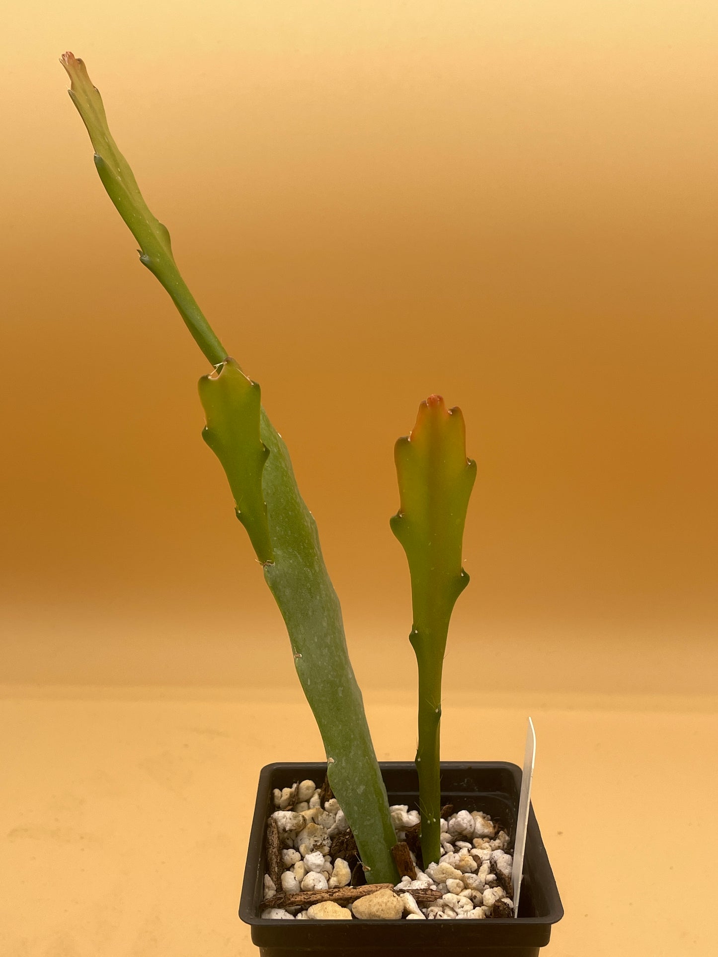 Epiphyllum Hybrid 'Tel Star' In 3" Starter Pot - Fully-Rooted