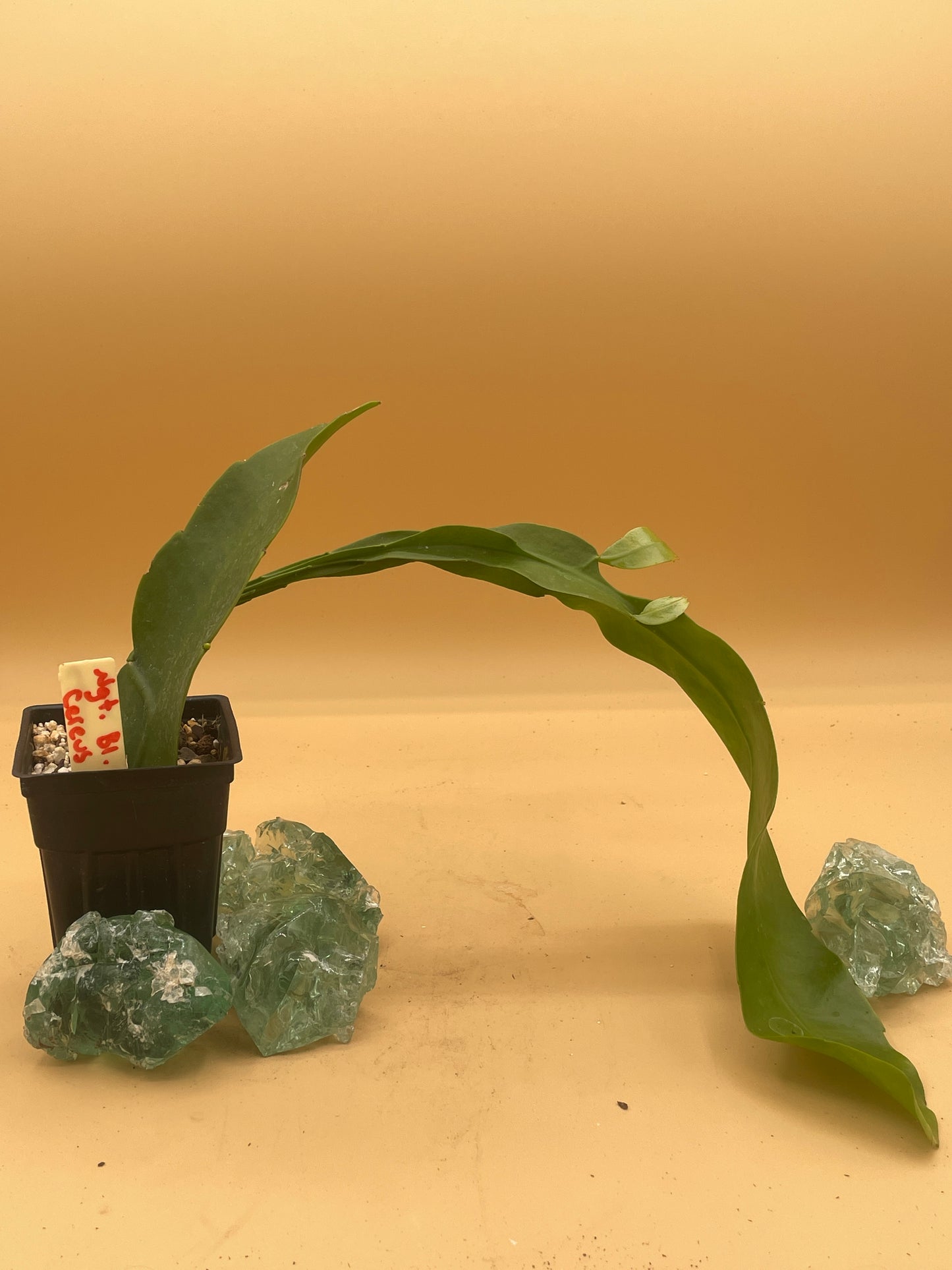 Night Blooming Cereus - Fully Rooted Starter Pot - Epiphyllum Oxypetalum - No Shipping To California Or Arizona!