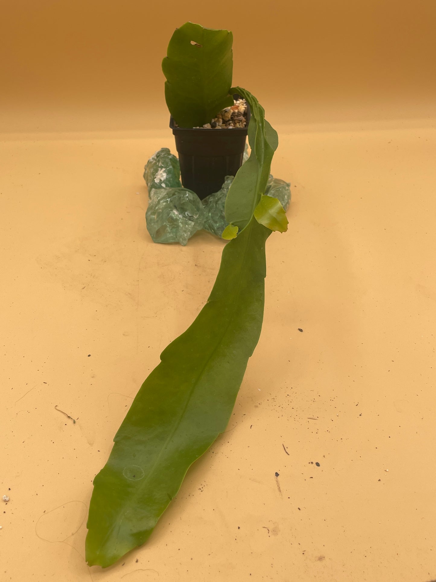 Night Blooming Cereus - Fully Rooted Starter Pot - Epiphyllum Oxypetalum - No Shipping To California Or Arizona!