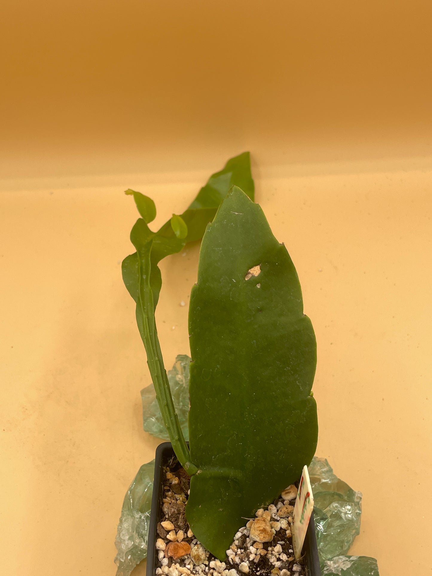 Night Blooming Cereus - Fully Rooted Starter Pot - Epiphyllum Oxypetalum - No Shipping To California Or Arizona!
