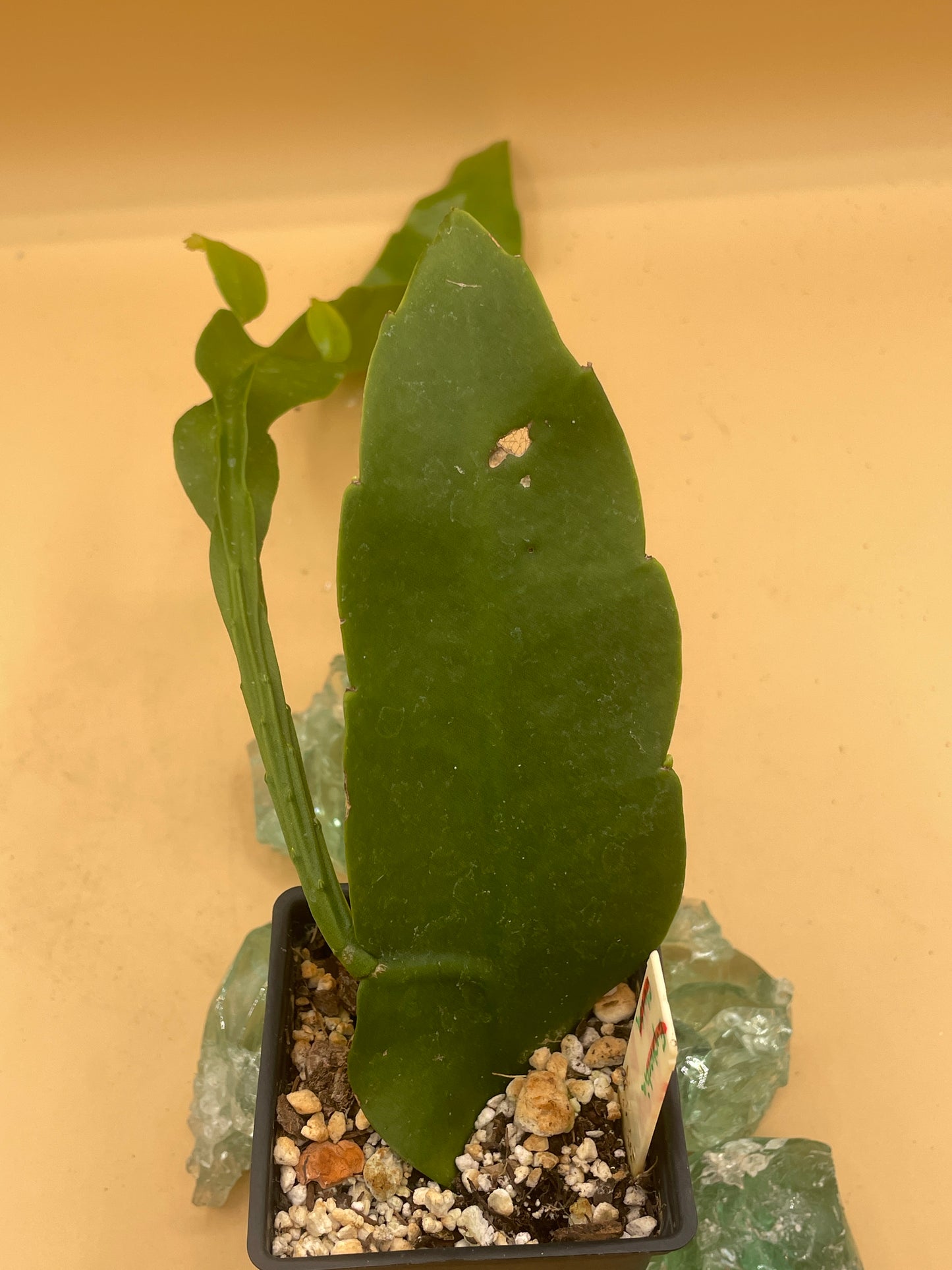 Night Blooming Cereus - Fully Rooted Starter Pot - Epiphyllum Oxypetalum - No Shipping To California Or Arizona!