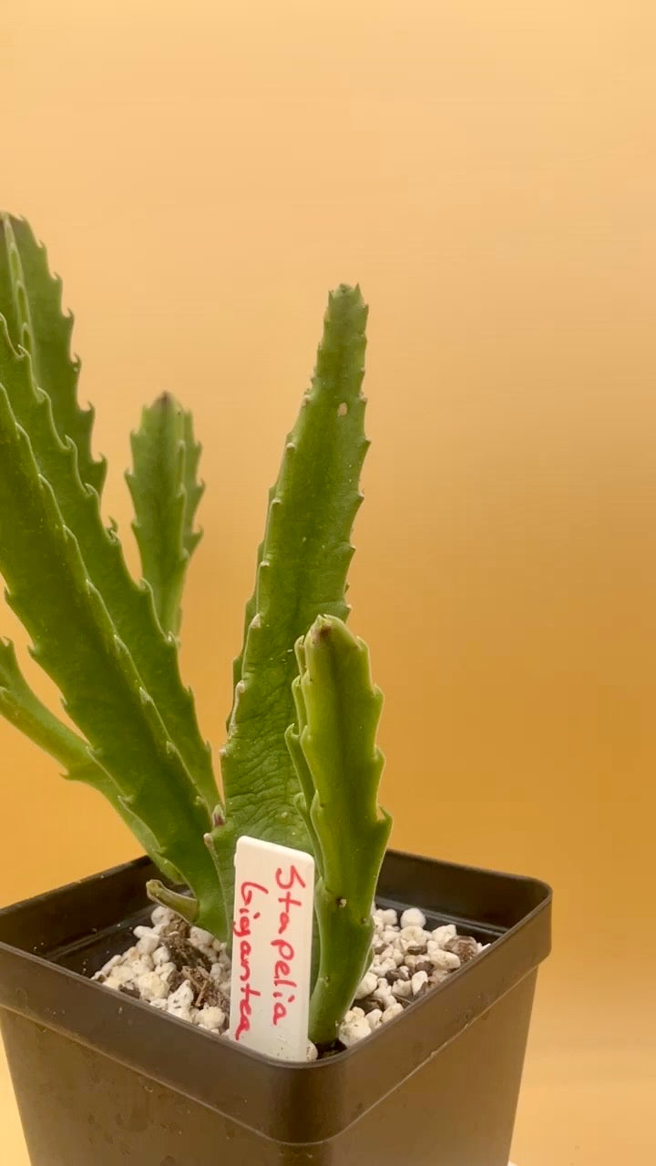 Stapelia Gigantea 4 Inch Potted Plant - GIANT FLOWERS !!! Well Rooted And Healthy - Starfish Cactus - Cannot Ship To California Or Arizona