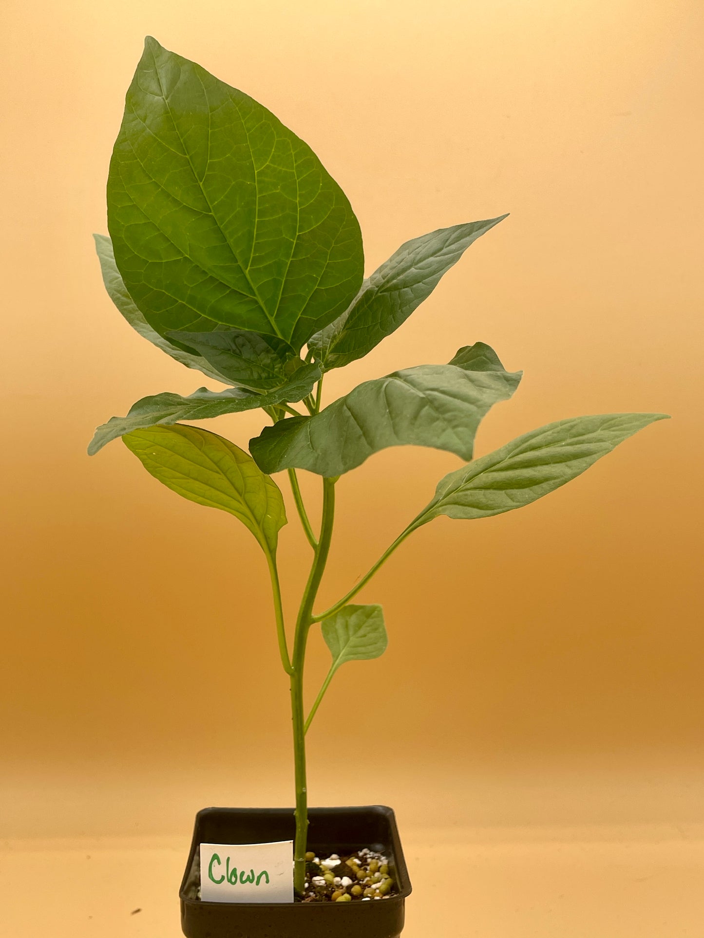 Bishops Crown Pepper 3" Live Starter Plant  - AKA Clown Pepper - Capsicum Baccatum - No Shipping To California or Arizona