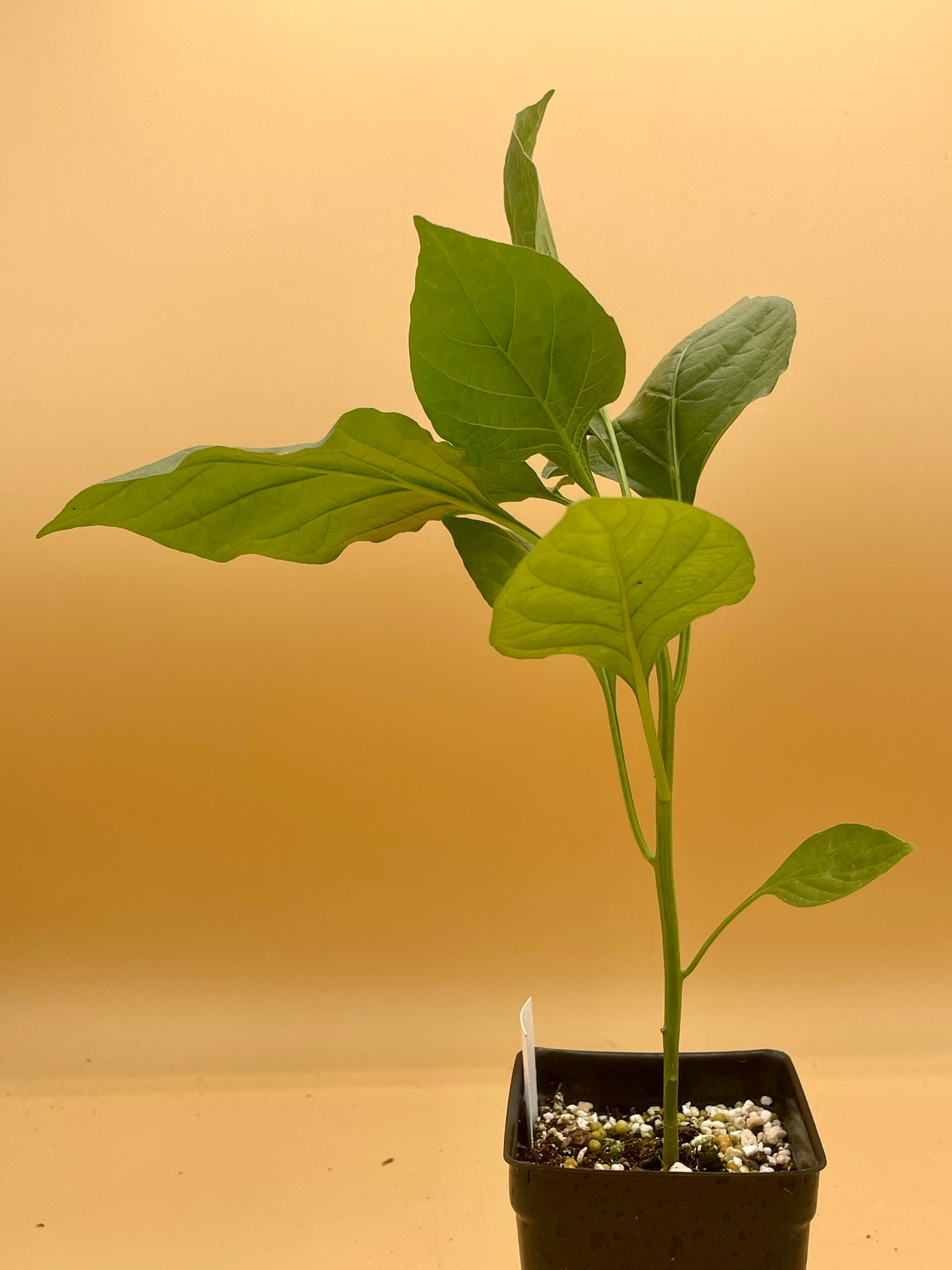Bishops Crown Pepper 3" Live Starter Plant  - AKA Clown Pepper - Capsicum Baccatum - No Shipping To California or Arizona