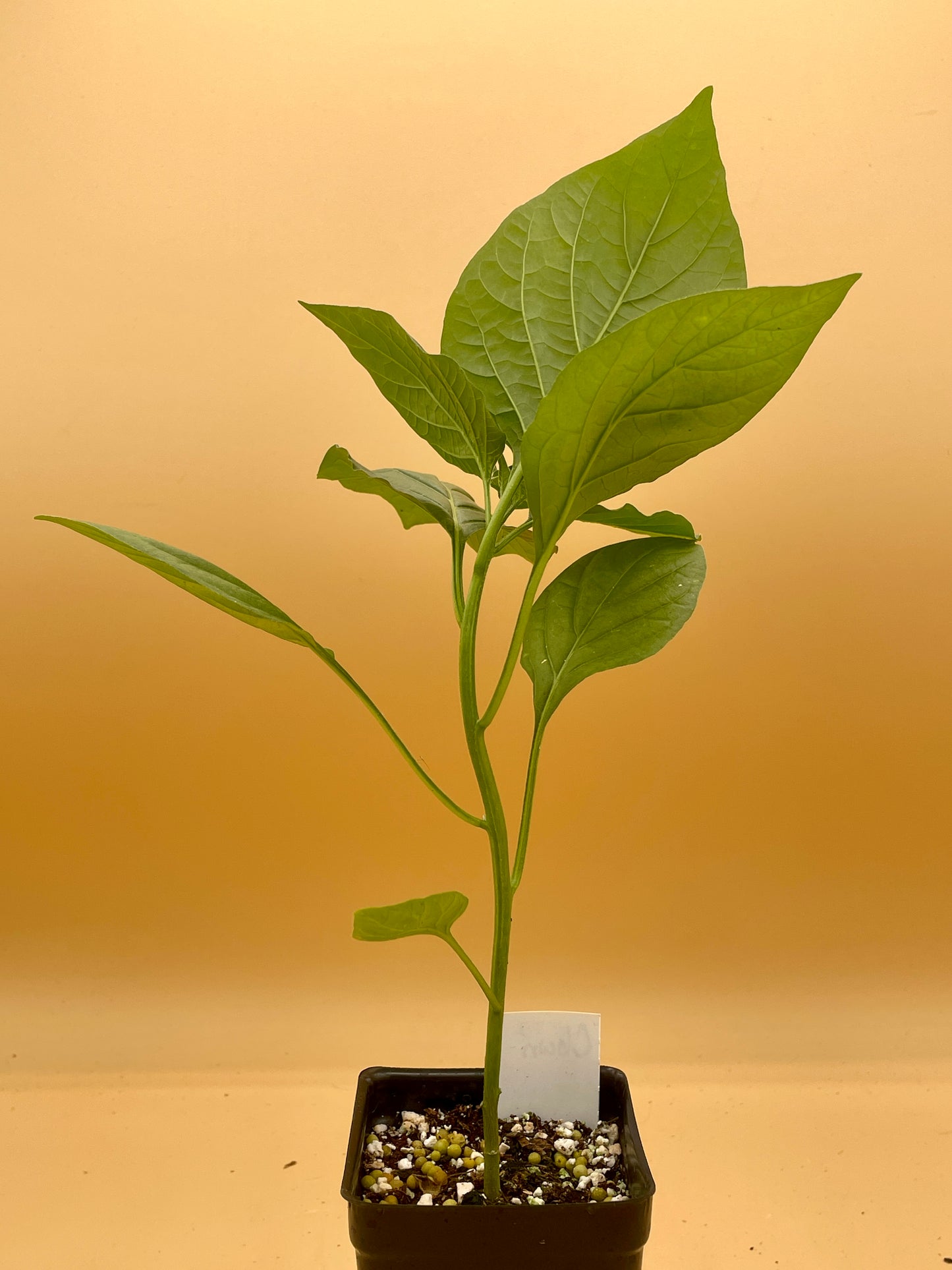 Bishops Crown Pepper 3" Live Starter Plant  - AKA Clown Pepper - Capsicum Baccatum - No Shipping To California or Arizona
