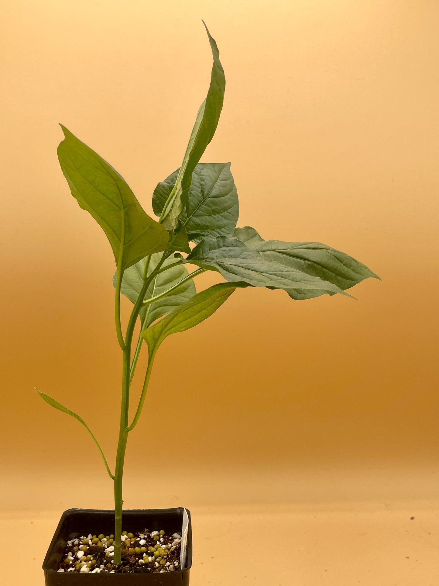 Bishops Crown Pepper 3" Live Starter Plant  - AKA Clown Pepper - Capsicum Baccatum - No Shipping To California or Arizona