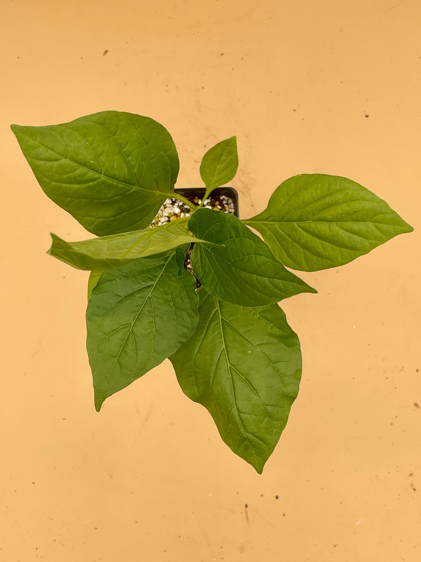 Bishops Crown Pepper 3" Live Starter Plant  - AKA Clown Pepper - Capsicum Baccatum - No Shipping To California or Arizona