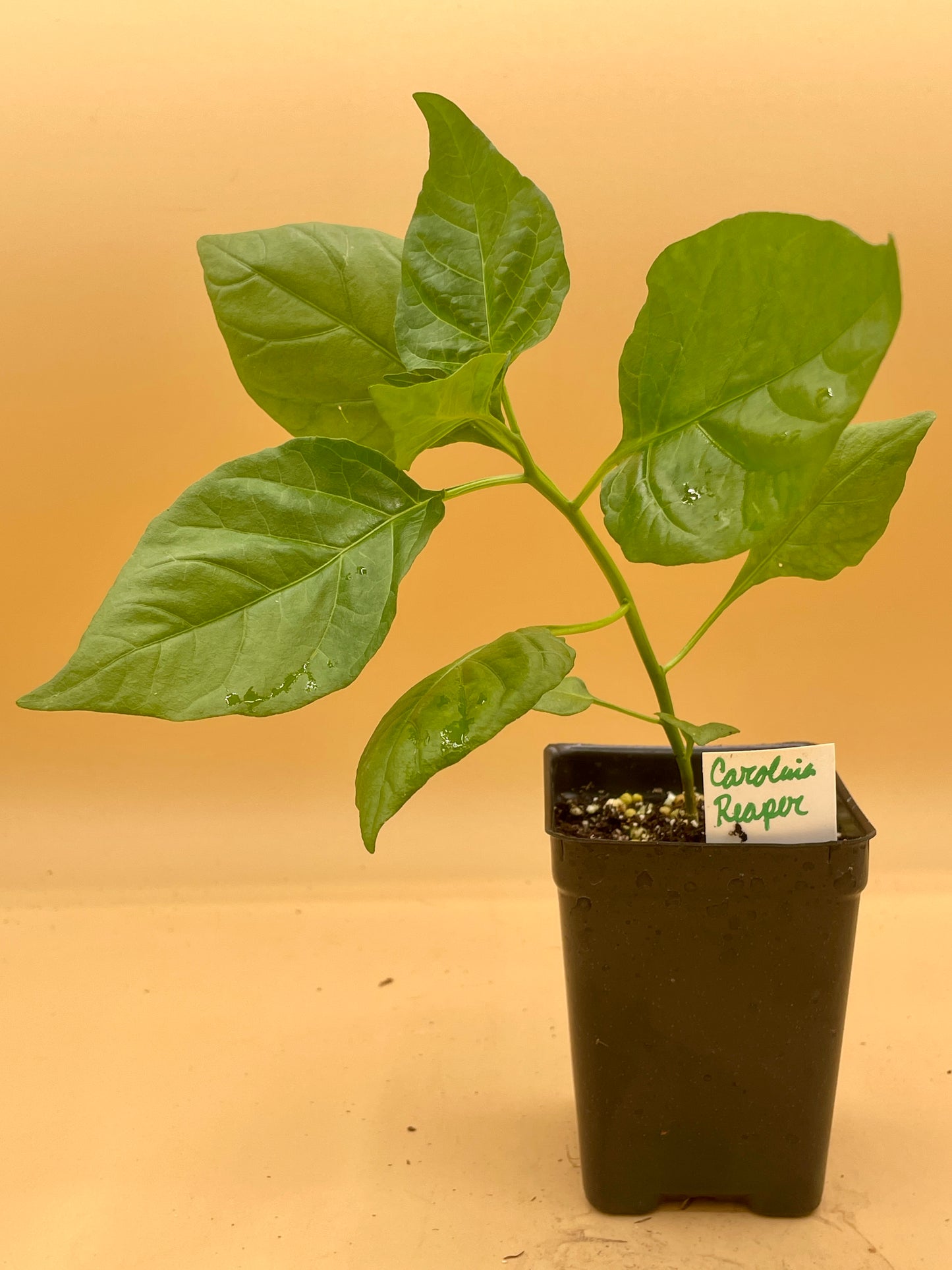 Carolina Reaper Pepper 3" Live Starter Plant - Capsicum Chinense
