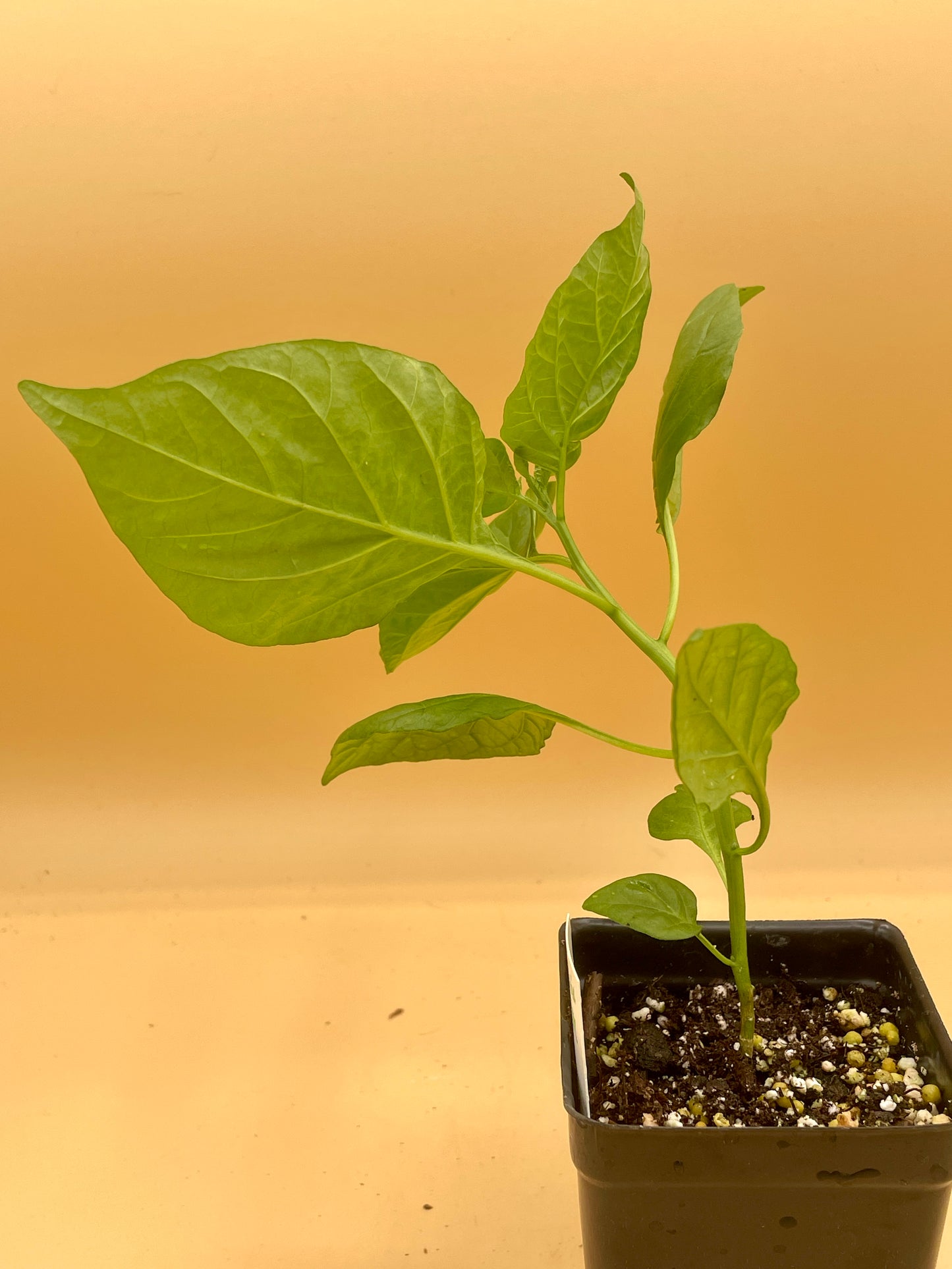Carolina Reaper Pepper 3" Live Starter Plant - Capsicum Chinense