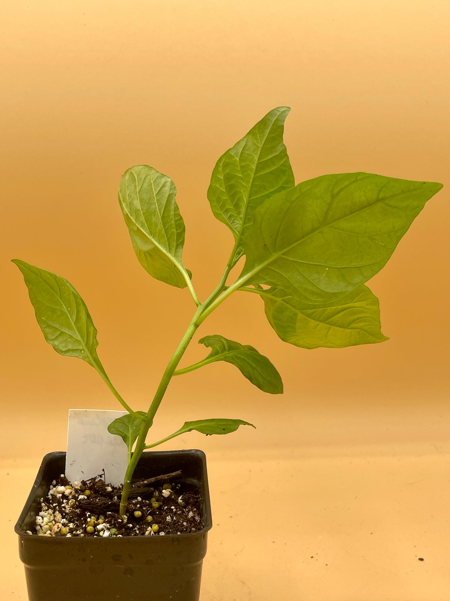 Carolina Reaper Pepper 3" Live Starter Plant - Capsicum Chinense