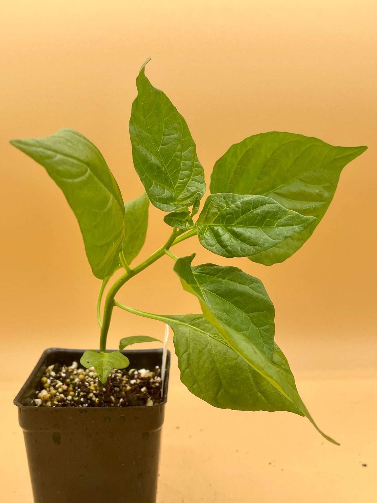 Carolina Reaper Pepper 3" Live Starter Plant - Capsicum Chinense
