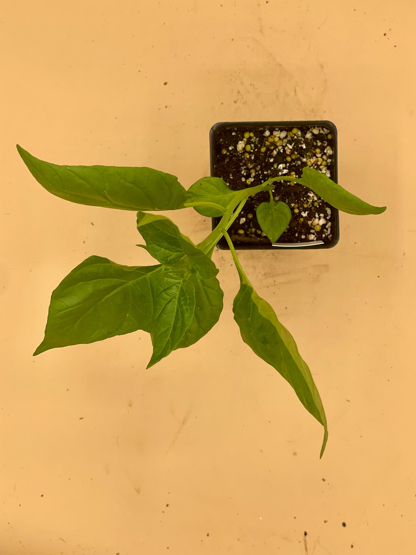 Carolina Reaper Pepper 3" Live Starter Plant - Capsicum Chinense
