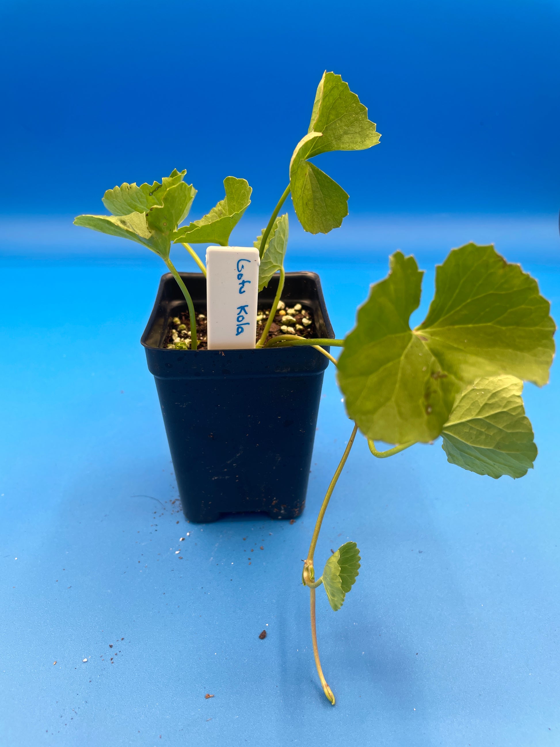 gotu kola indoor plant Gotu Kola Starter Plant , 3" Pot , Centella Asiatica, Herbs , Useful P – Pachyfolia Plants