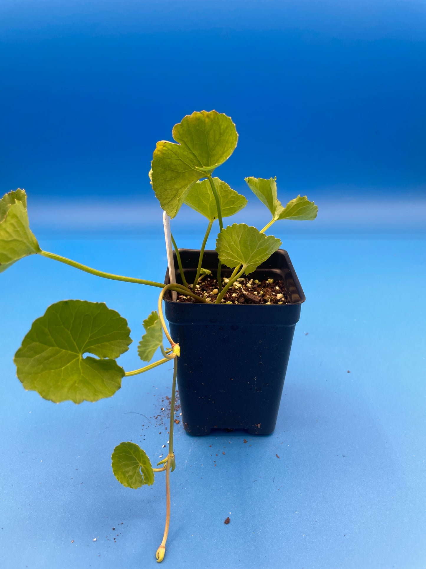 Gotu Kola Starter Plant , 3" Pot , Centella Asiatica, Herbs , Useful Plants - No Shipping To California Or Arizona!