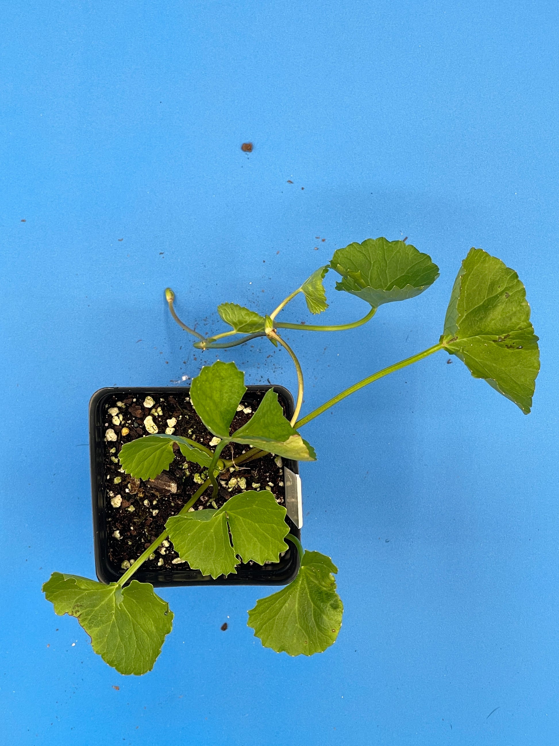 gotu kola plant care indoor Gotu Kola Starter Plant , 3" Pot , Centella Asiatica, Herbs , Useful P – Pachyfolia Plants