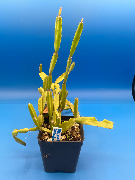 Rhipsalis Sulcata Cactus Ready For Hanging Basket - Ships In 3.5" Pot - Huge/Oversized, Well-Rooted! Cannot Ship To California/Arizona