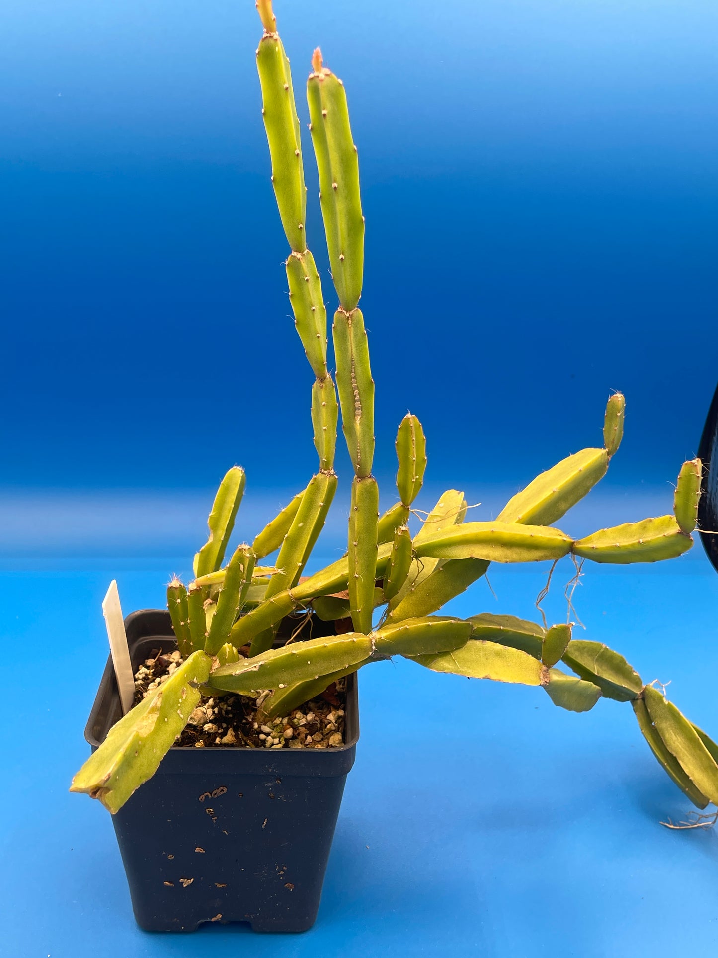 Rhipsalis Sulcata Cactus Ready For Hanging Basket - Ships In 3.5" Pot - Huge/Oversized, Well-Rooted! Cannot Ship To California/Arizona