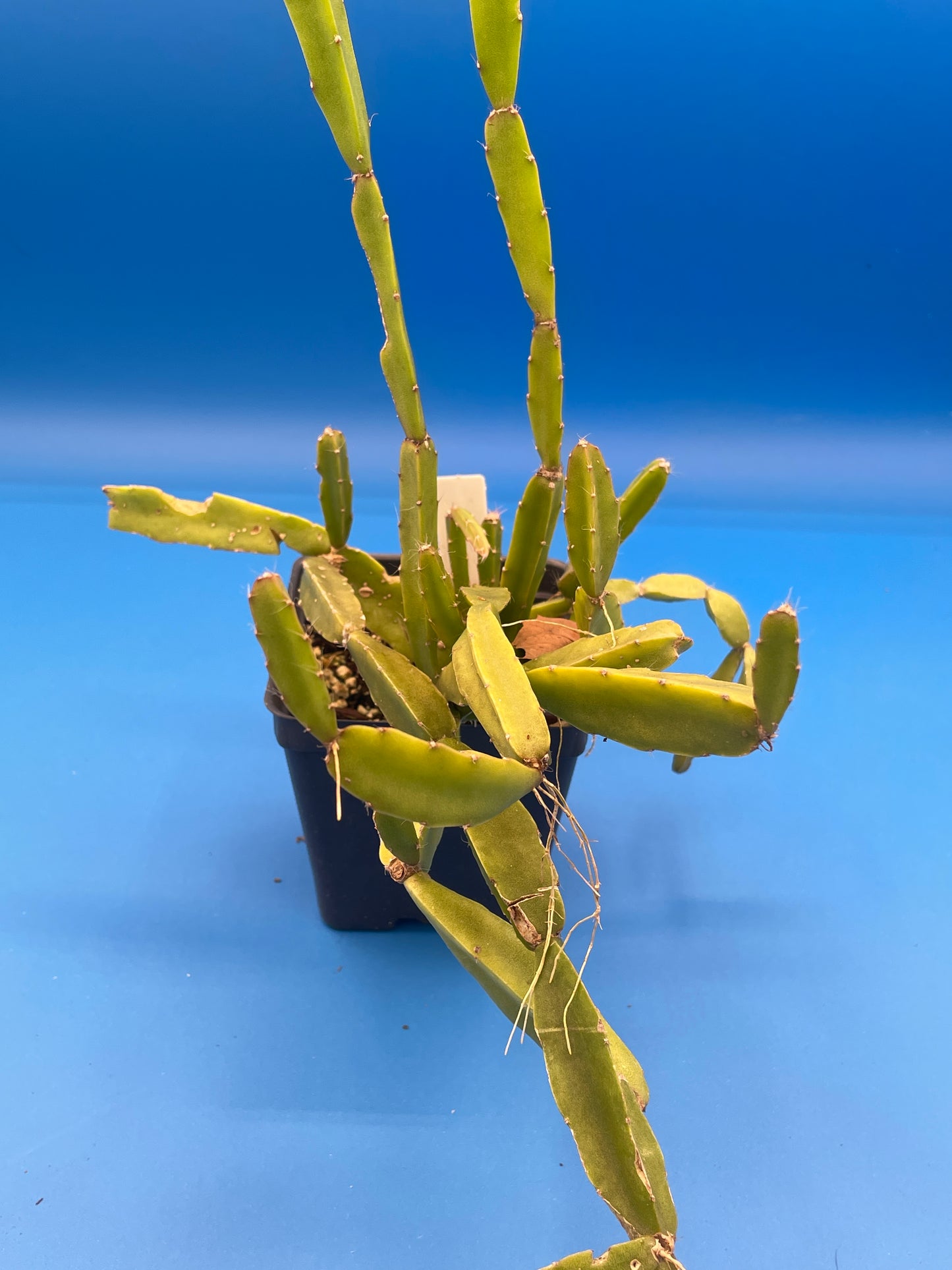 Rhipsalis Sulcata Cactus Ready For Hanging Basket - Ships In 3.5" Pot - Huge/Oversized, Well-Rooted! Cannot Ship To California/Arizona