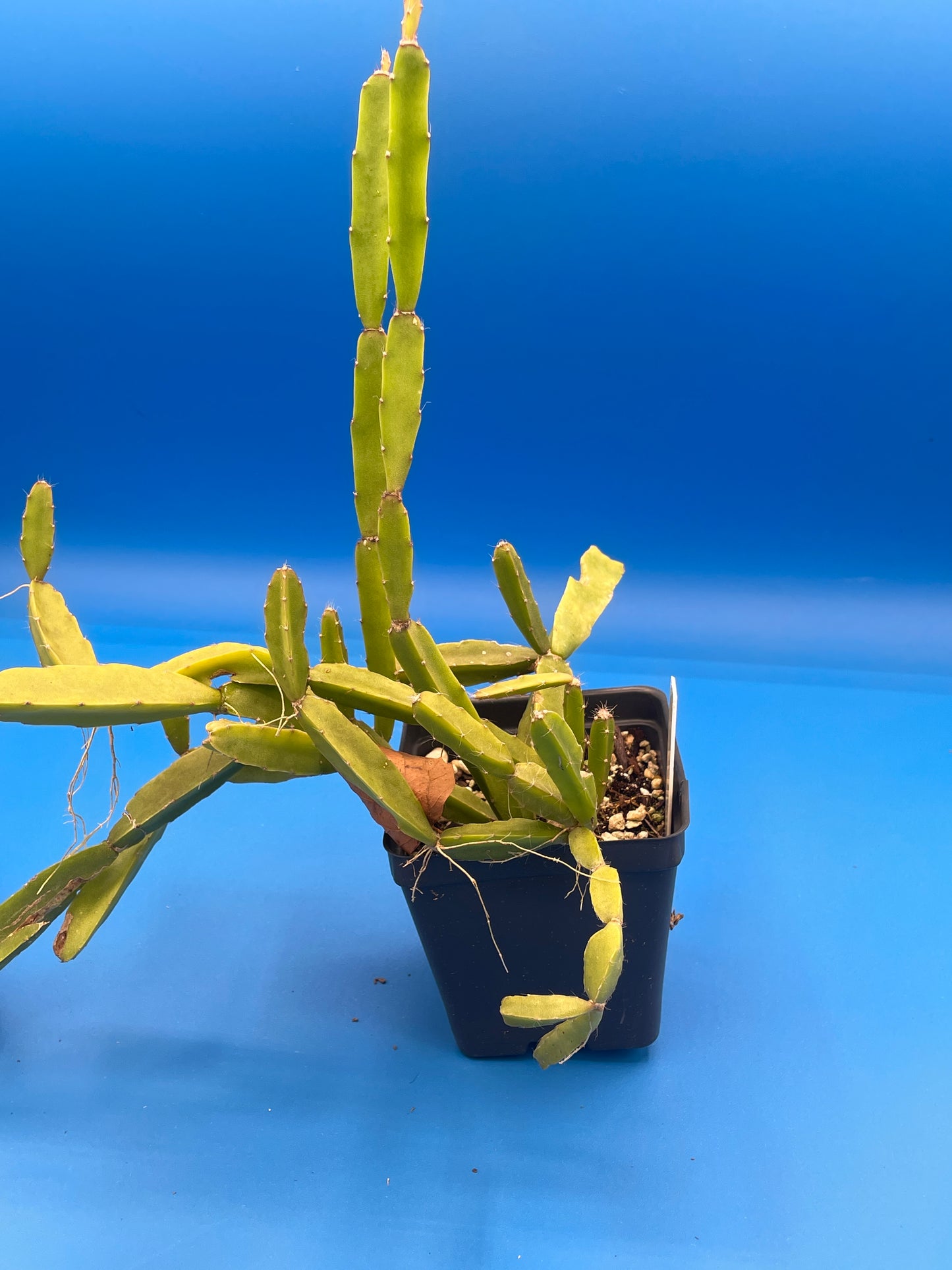 Rhipsalis Sulcata Cactus Ready For Hanging Basket - Ships In 3.5" Pot - Huge/Oversized, Well-Rooted! Cannot Ship To California/Arizona