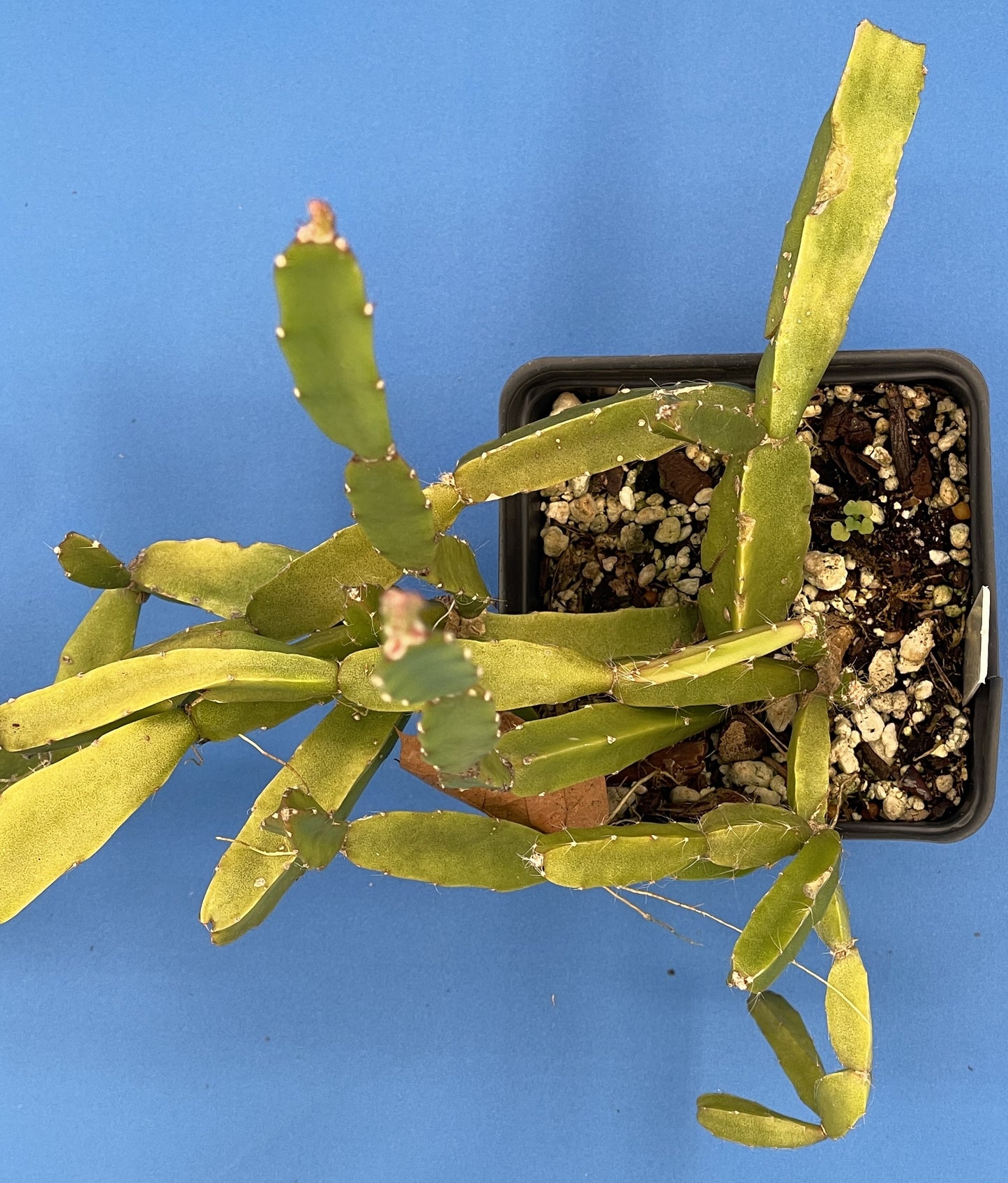 Rhipsalis Sulcata Cactus Ready For Hanging Basket - Ships In 3.5" Pot - Huge/Oversized, Well-Rooted! Cannot Ship To California/Arizona