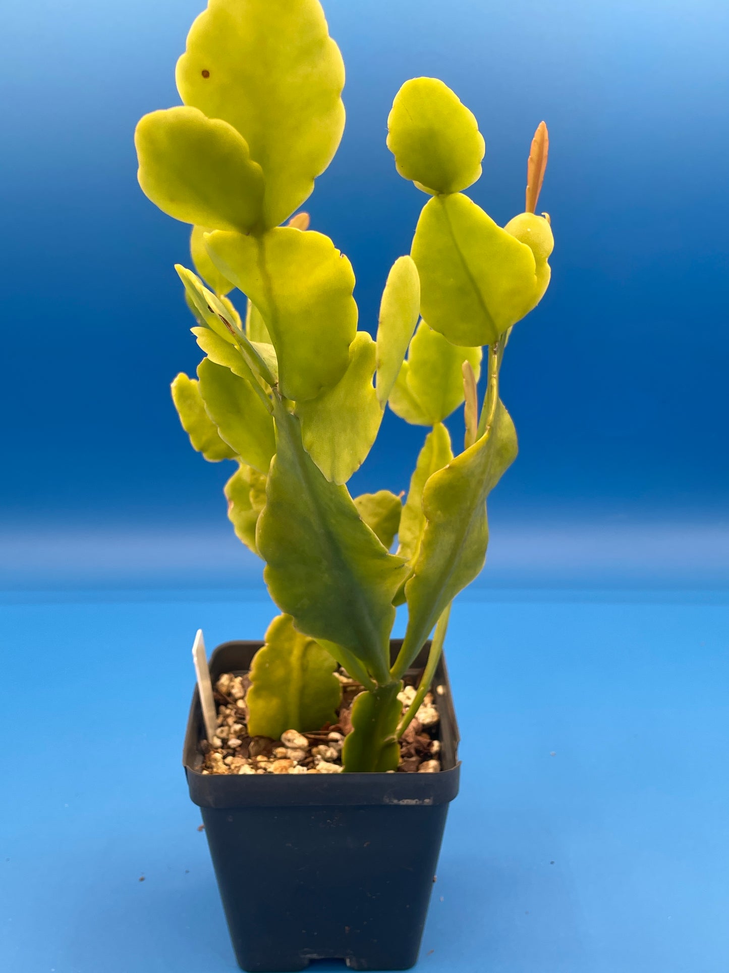 Rhipsalis Pachyptera Cactus Ready For Hanging Basket 3.5" Pot Huge/Oversized!