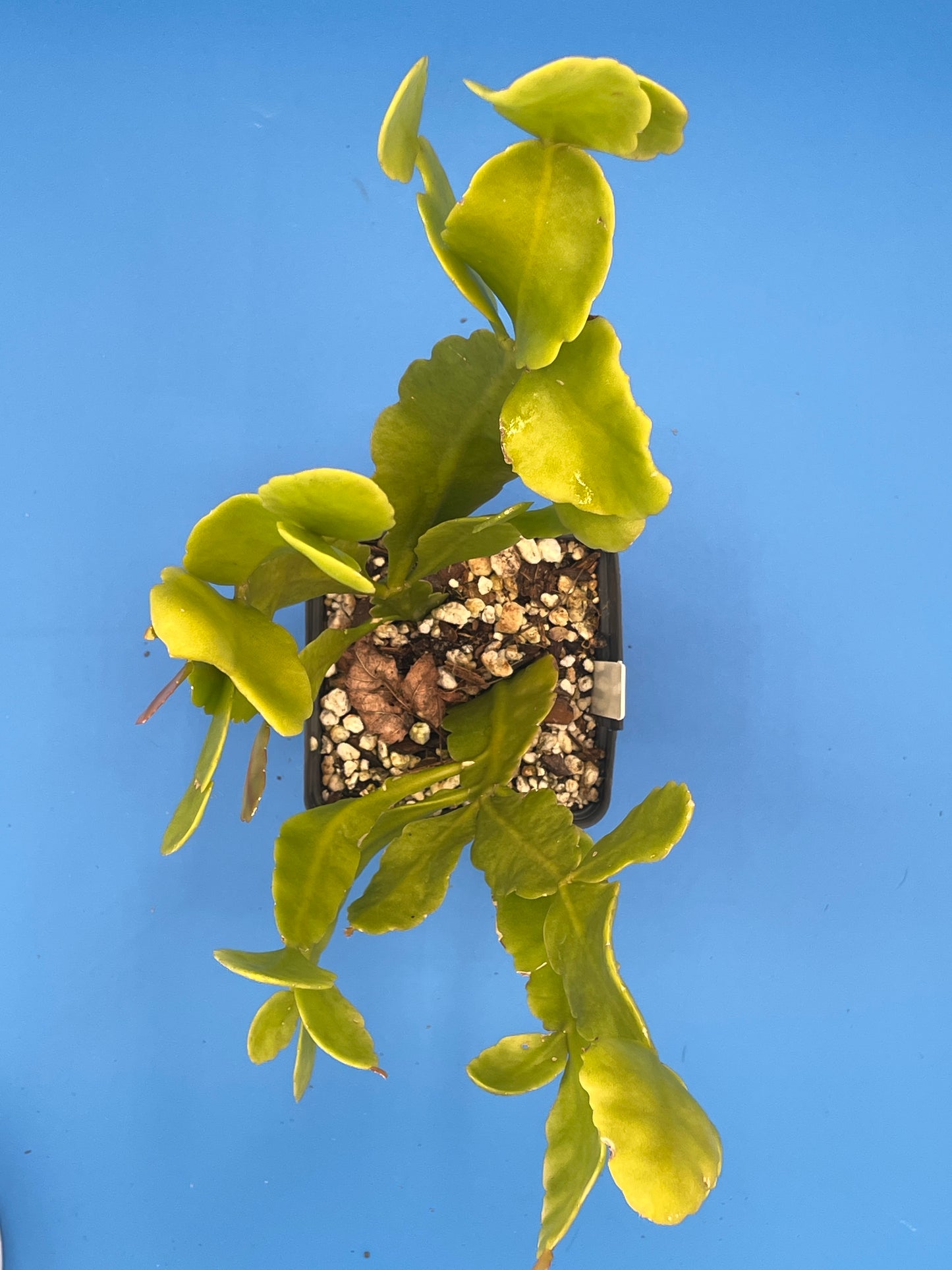 Rhipsalis Pachyptera Cactus Ready For Hanging Basket 3.5" Pot Huge/Oversized!