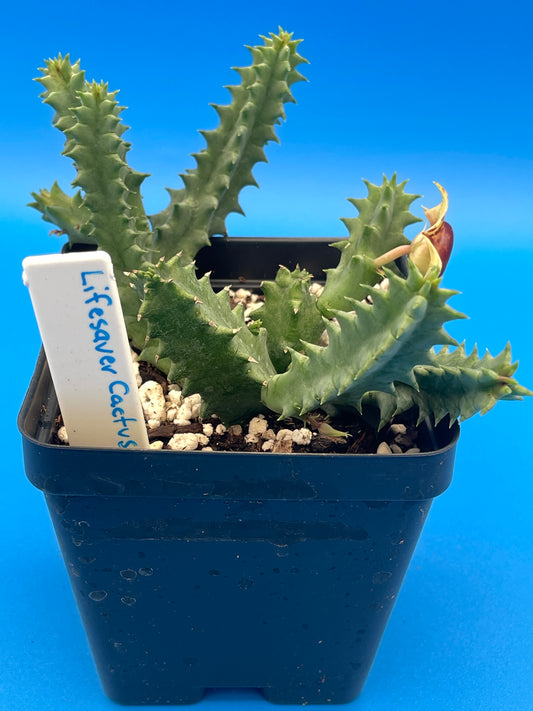 Lifesaver Cactus 3.5 Inch Potted Plant WELL ROOTED Flowering Size Huernia Zebrina - Cannot Ship To California Or Arizona