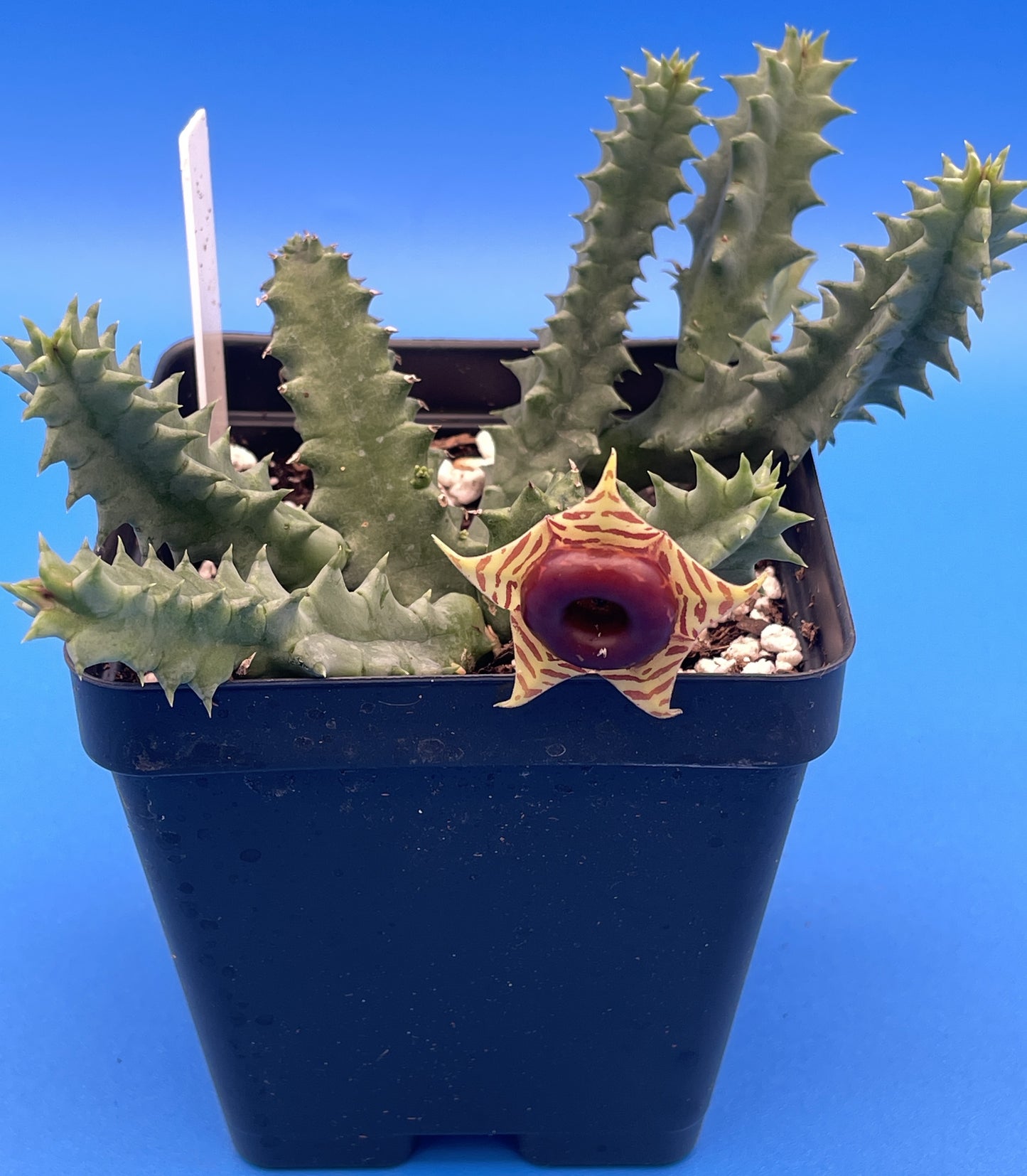 Lifesaver Cactus 3.5 Inch Potted Plant WELL ROOTED Flowering Size Huernia Zebrina - Cannot Ship To California Or Arizona