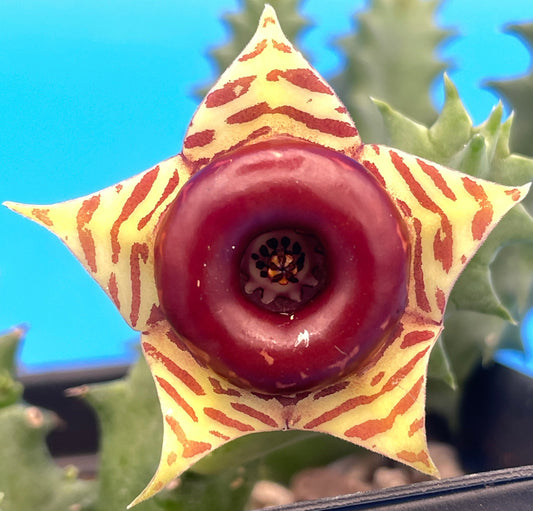Life saver Cactus - Rooted in 3.5" Pot - Flowering Size Huernia Zebrina