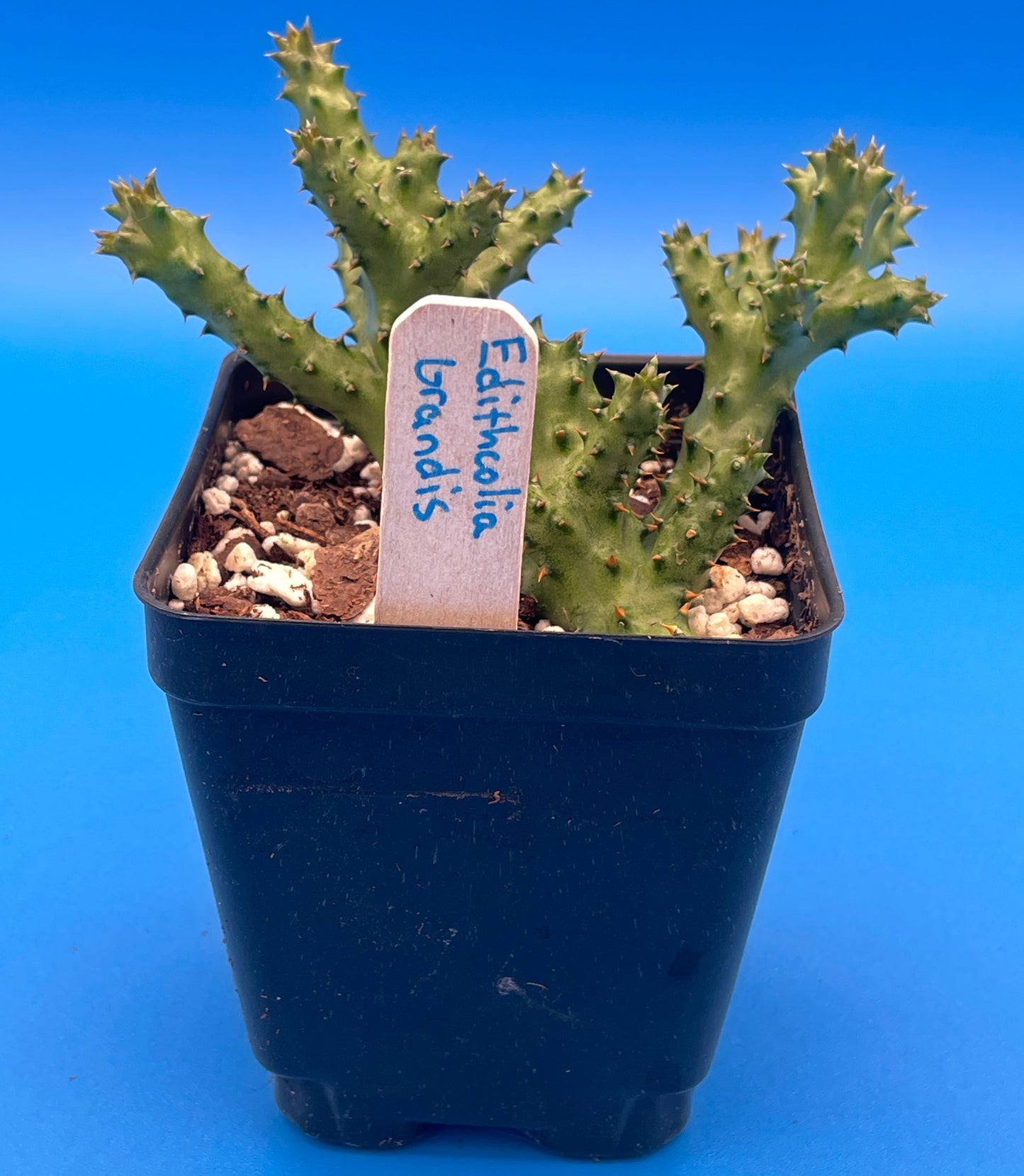 Edithcolea Grandis 3.5 Inch Potted Plant - Persian Carpet Flower - WELL ROOTED