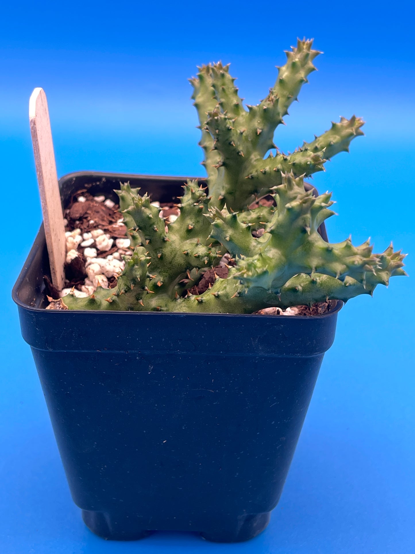 Edithcolea Grandis 3.5 Inch Potted Plant - Persian Carpet Flower - WELL ROOTED