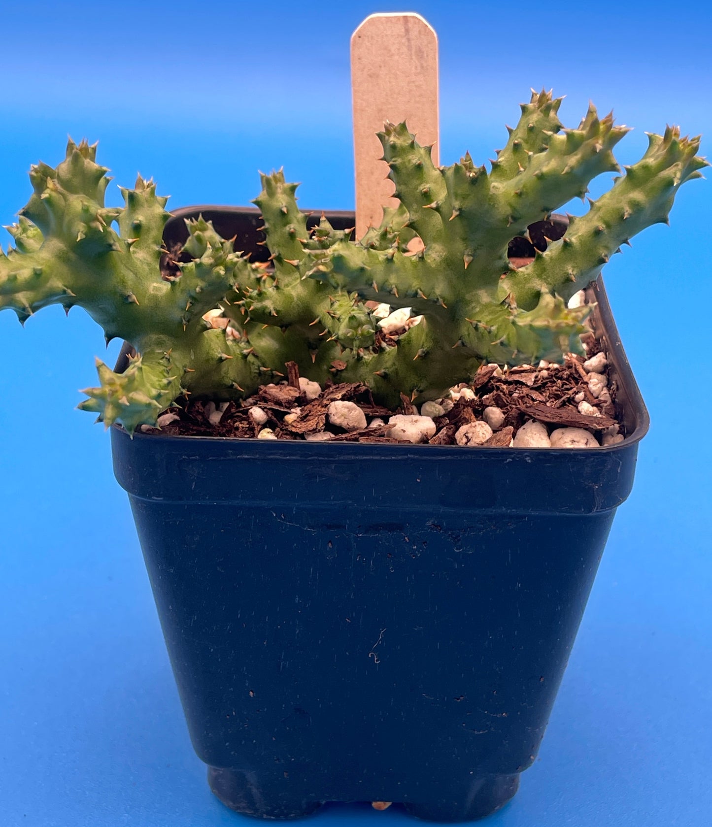 Edithcolea Grandis 3.5 Inch Potted Plant - Persian Carpet Flower - WELL ROOTED